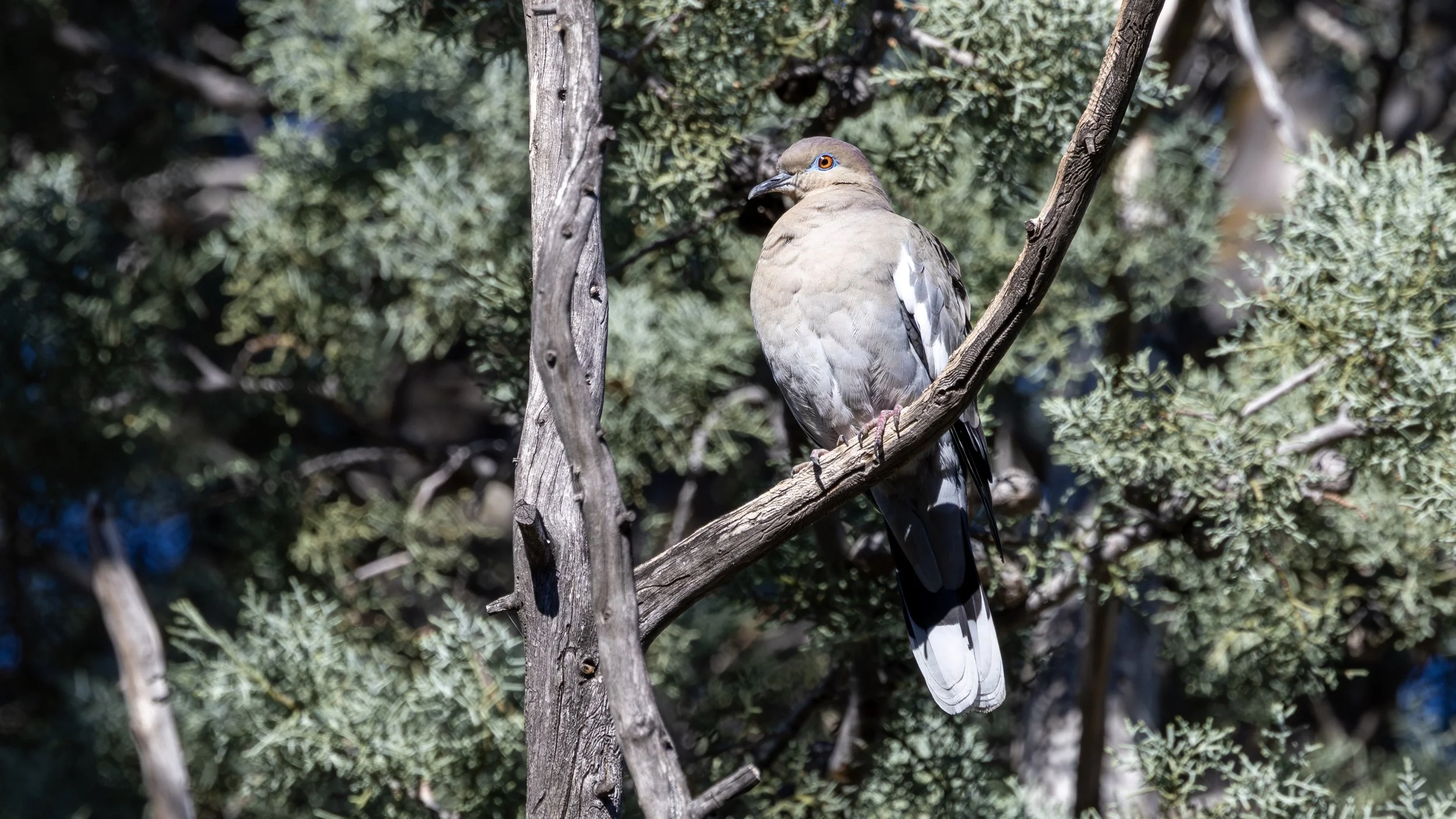 White-winged Dove