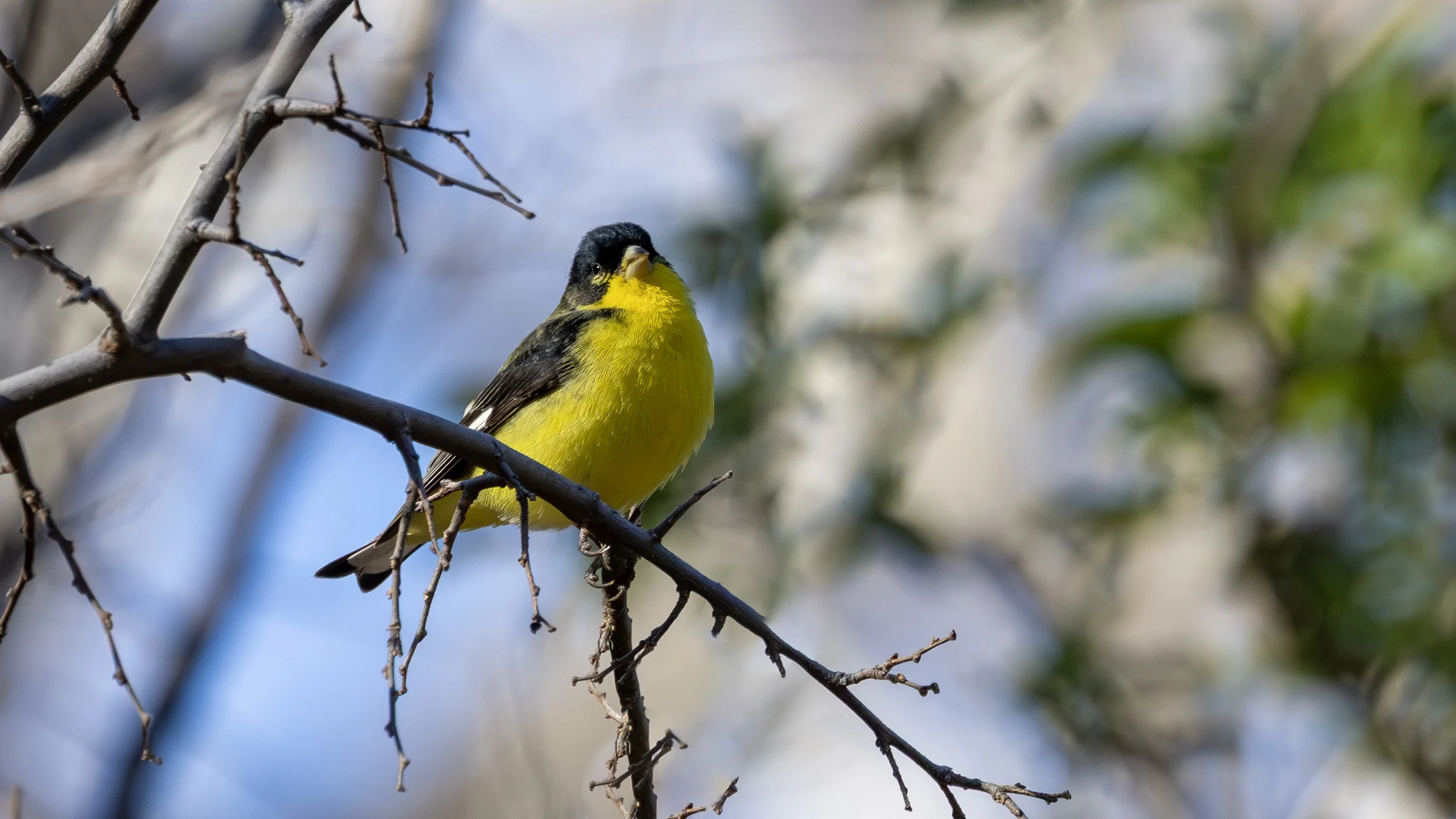Lesser Goldfinch