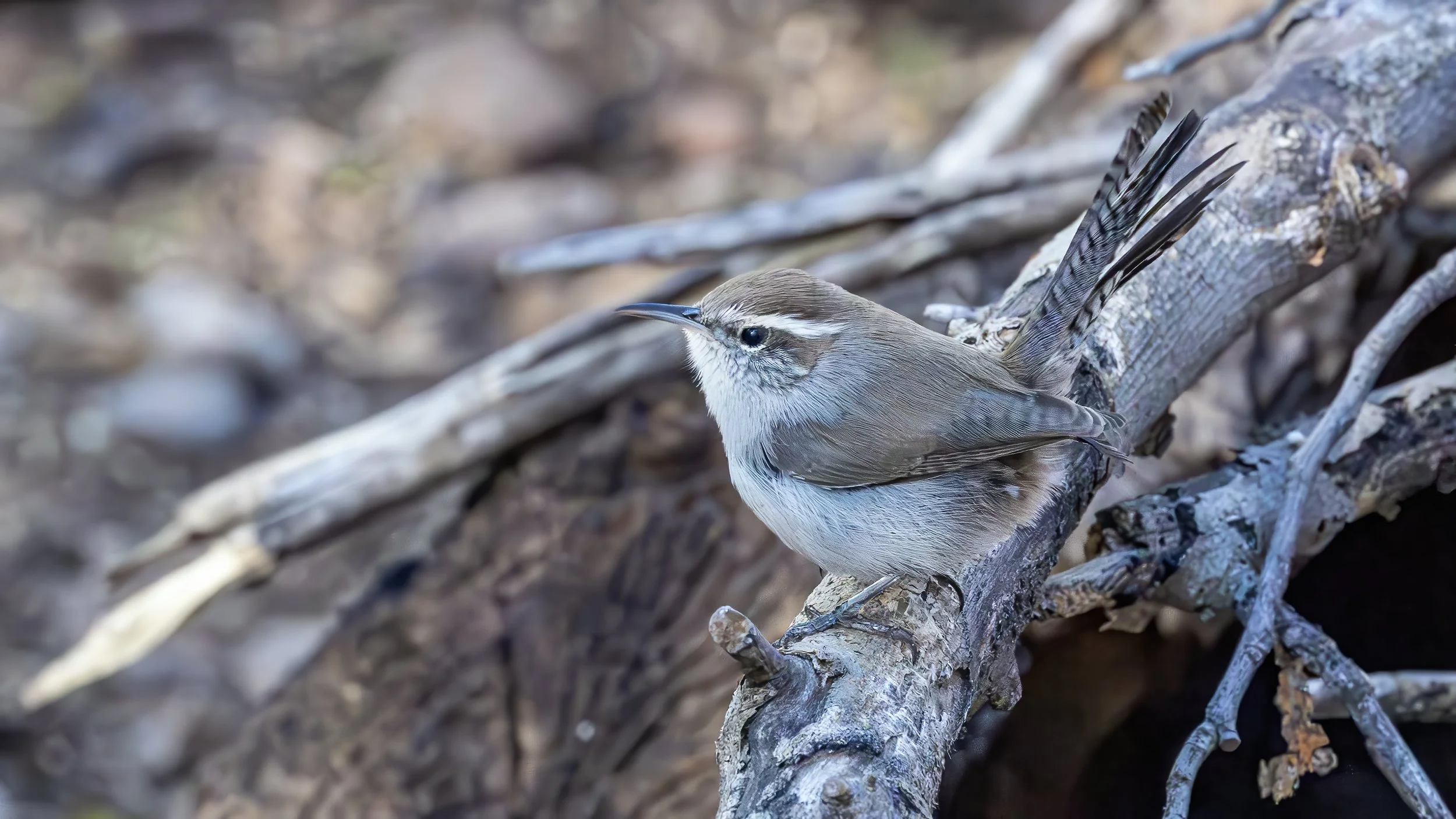 Bewick's Wren