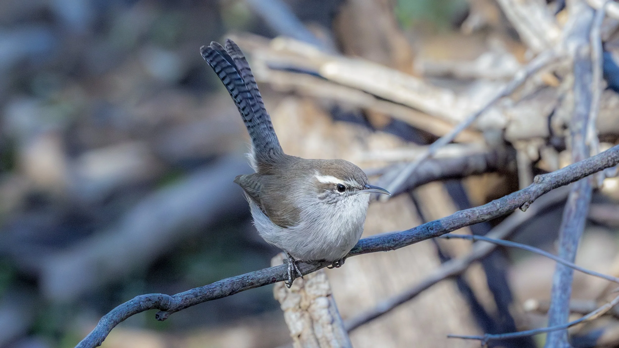 Bewick's Wren