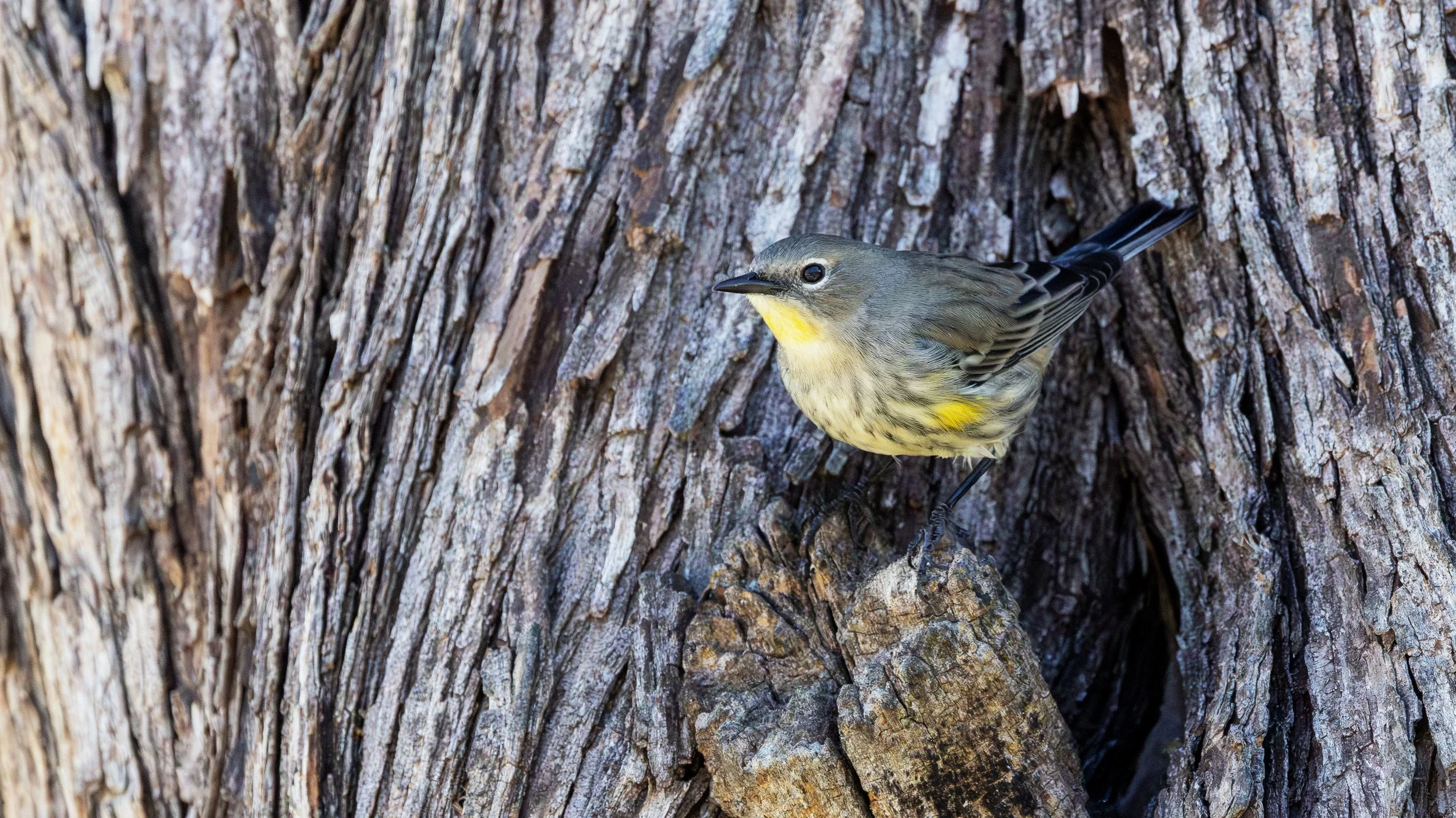 Yellow-rumped Warbler (Audubon)