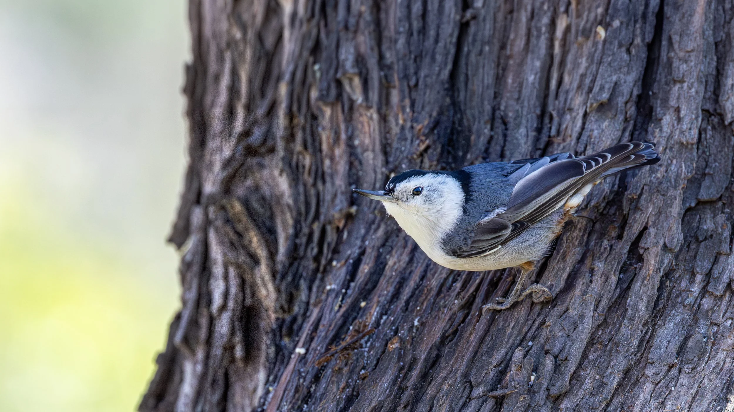 White-breasted Nuthatch