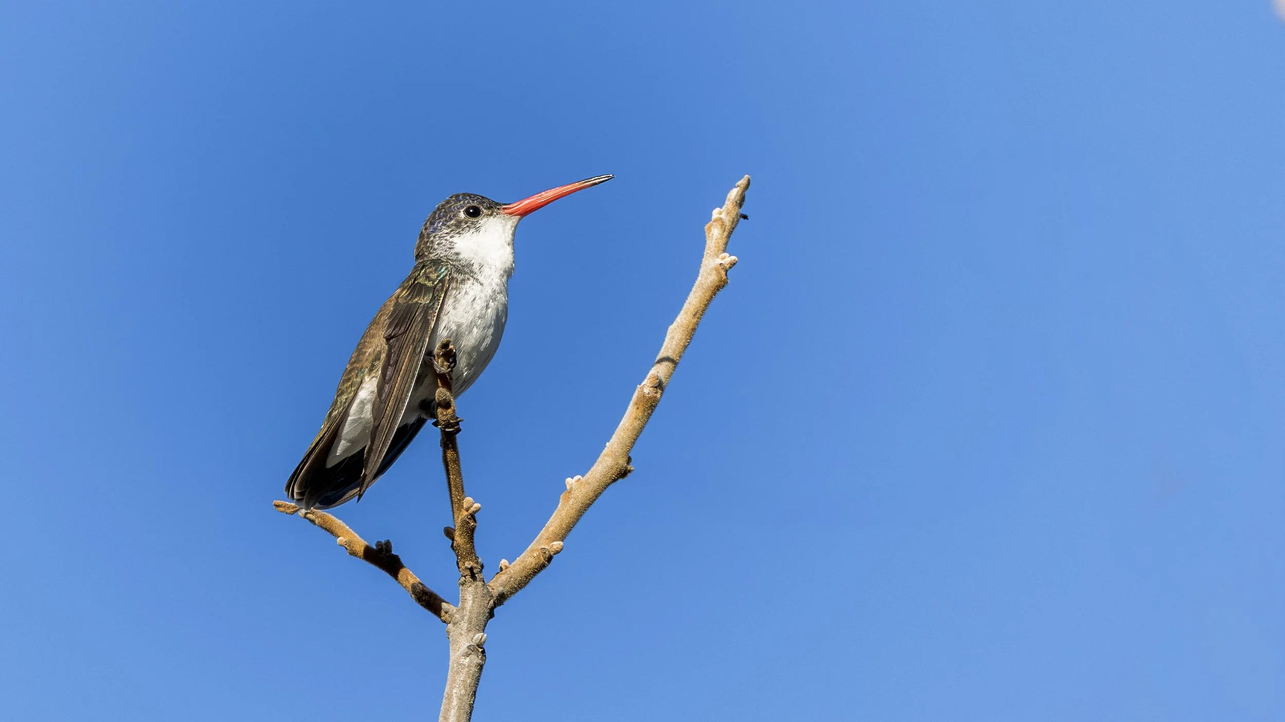 Violet-crowned Hummingbird