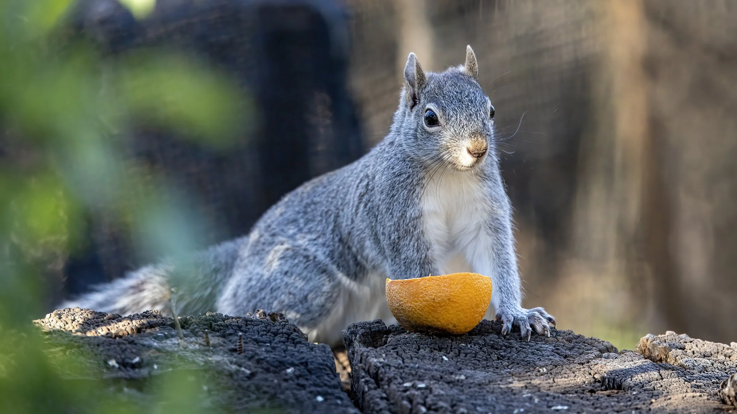 Western Gray Squirrel