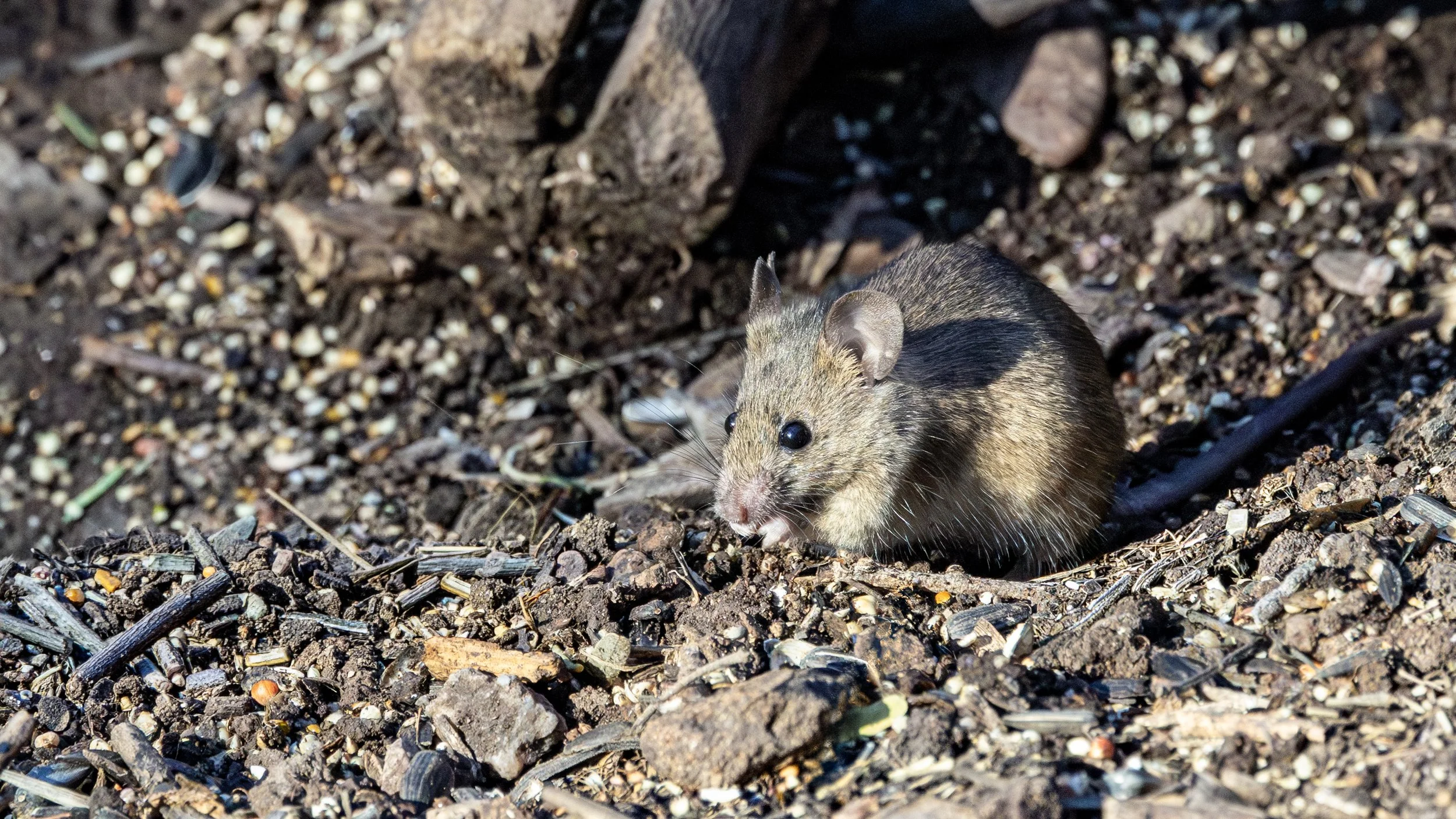 Andean Leaf-eared Mouse