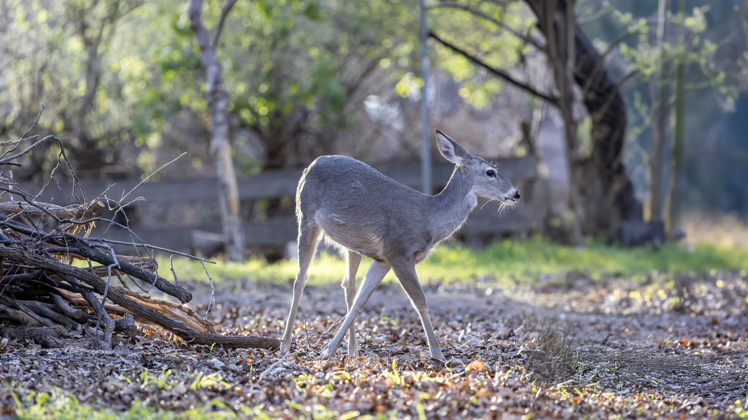 Desert Mule Deer