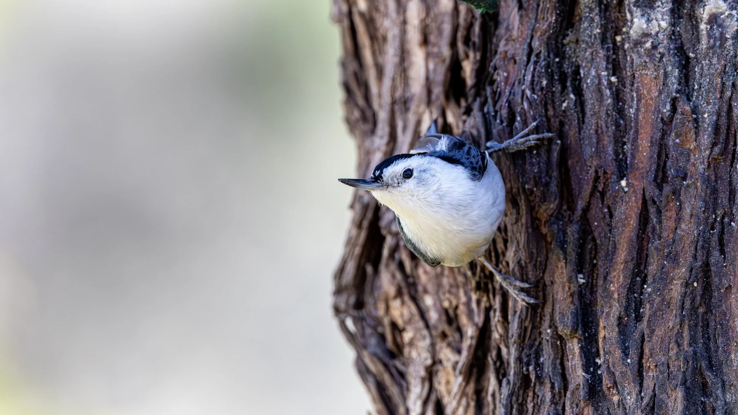 White-breasted Nuthatch "LIFER"