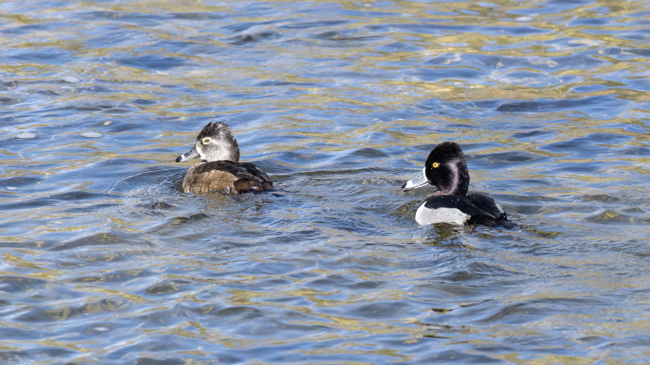 Ring-necked Duck