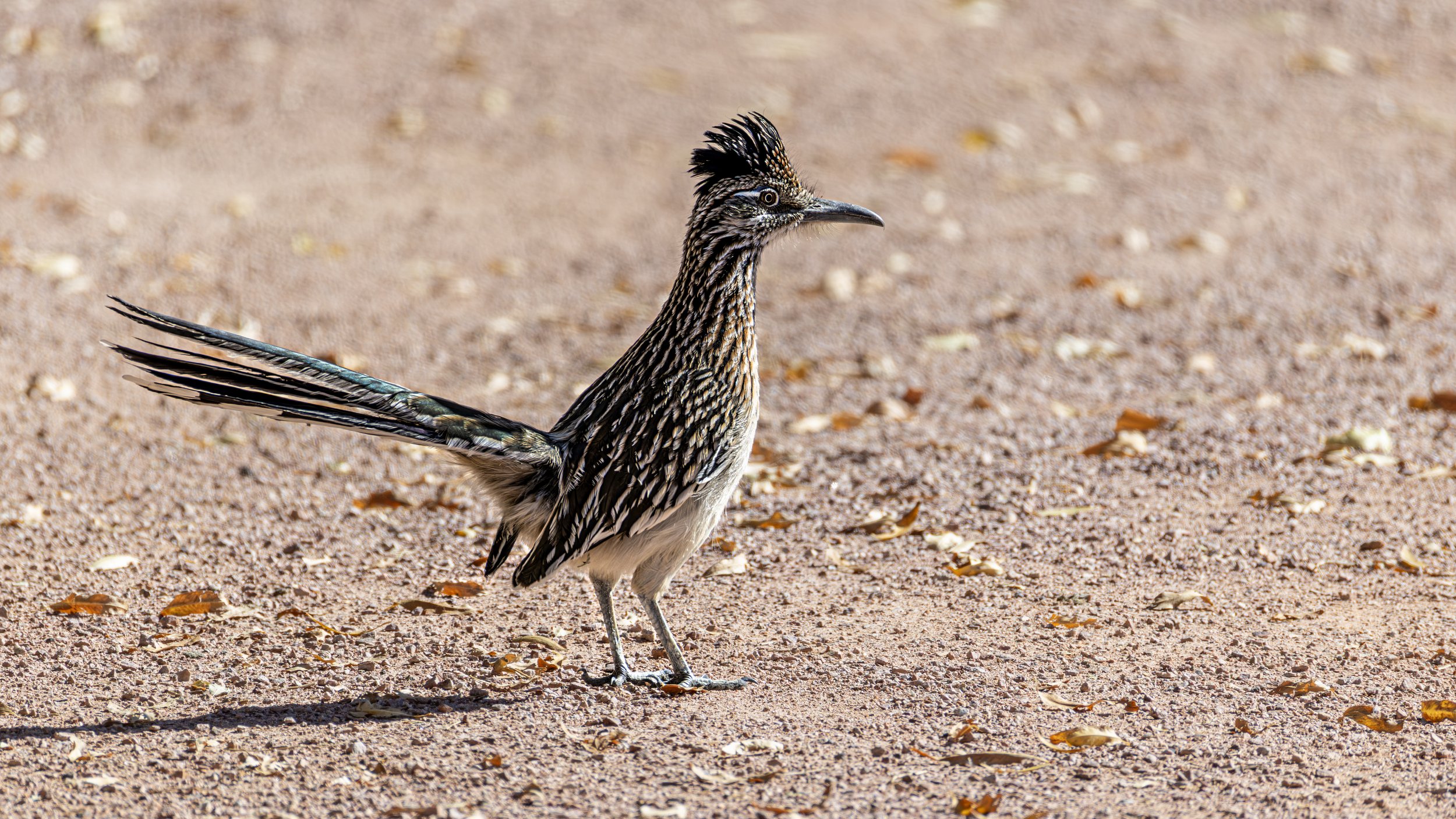 Greater Roadrunner