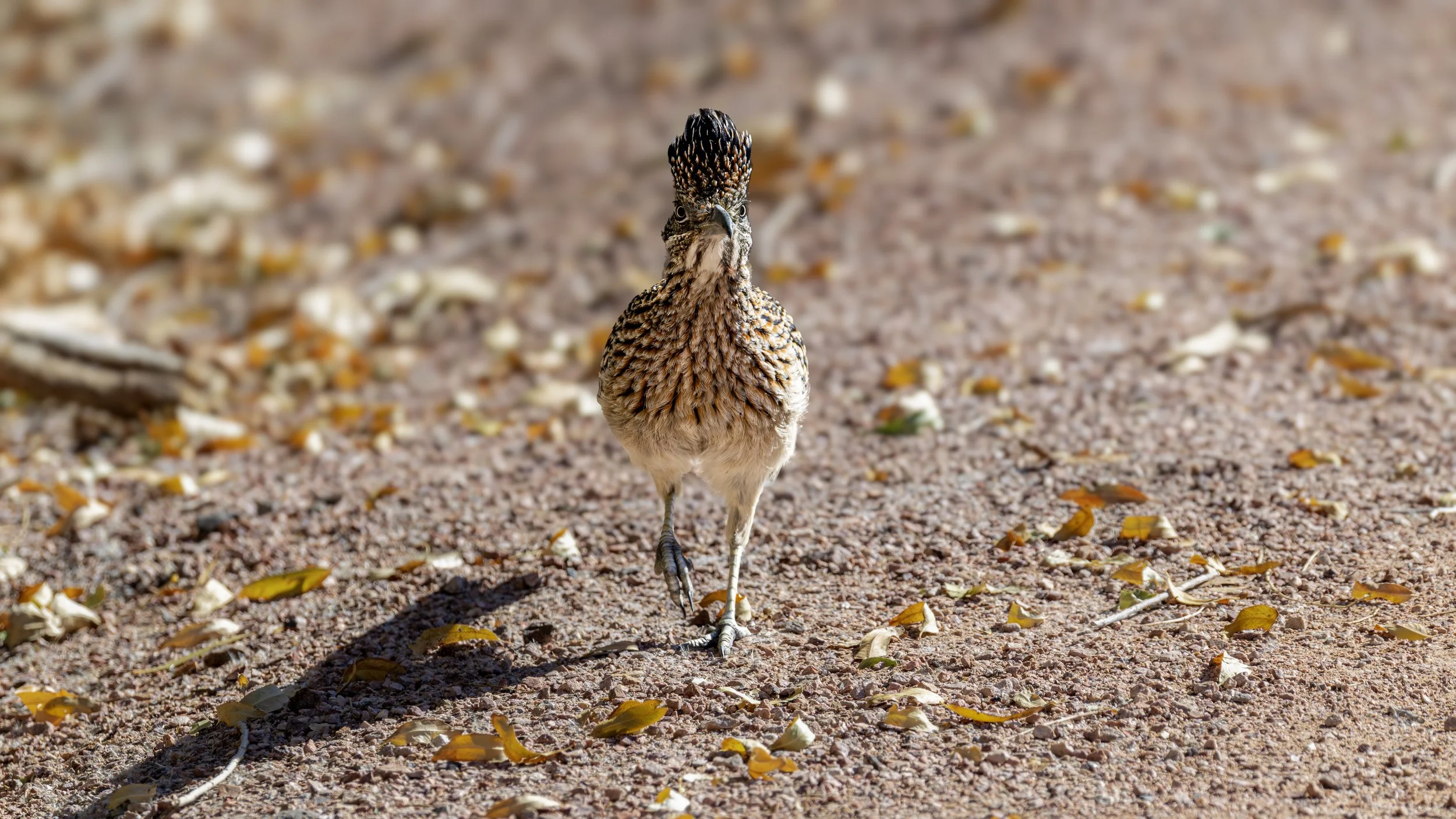 Greater Roadrunner