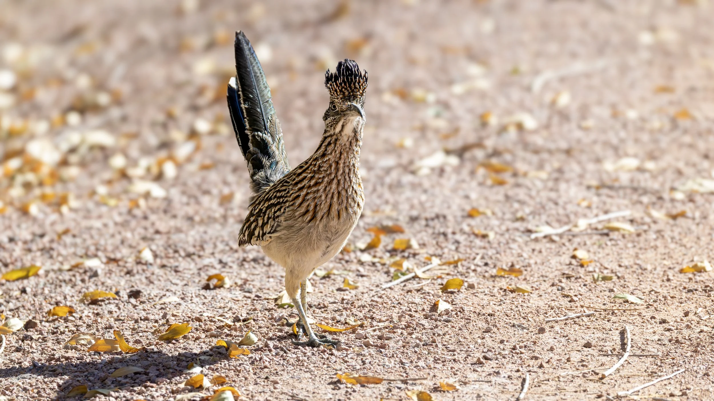 Greater Roadrunner