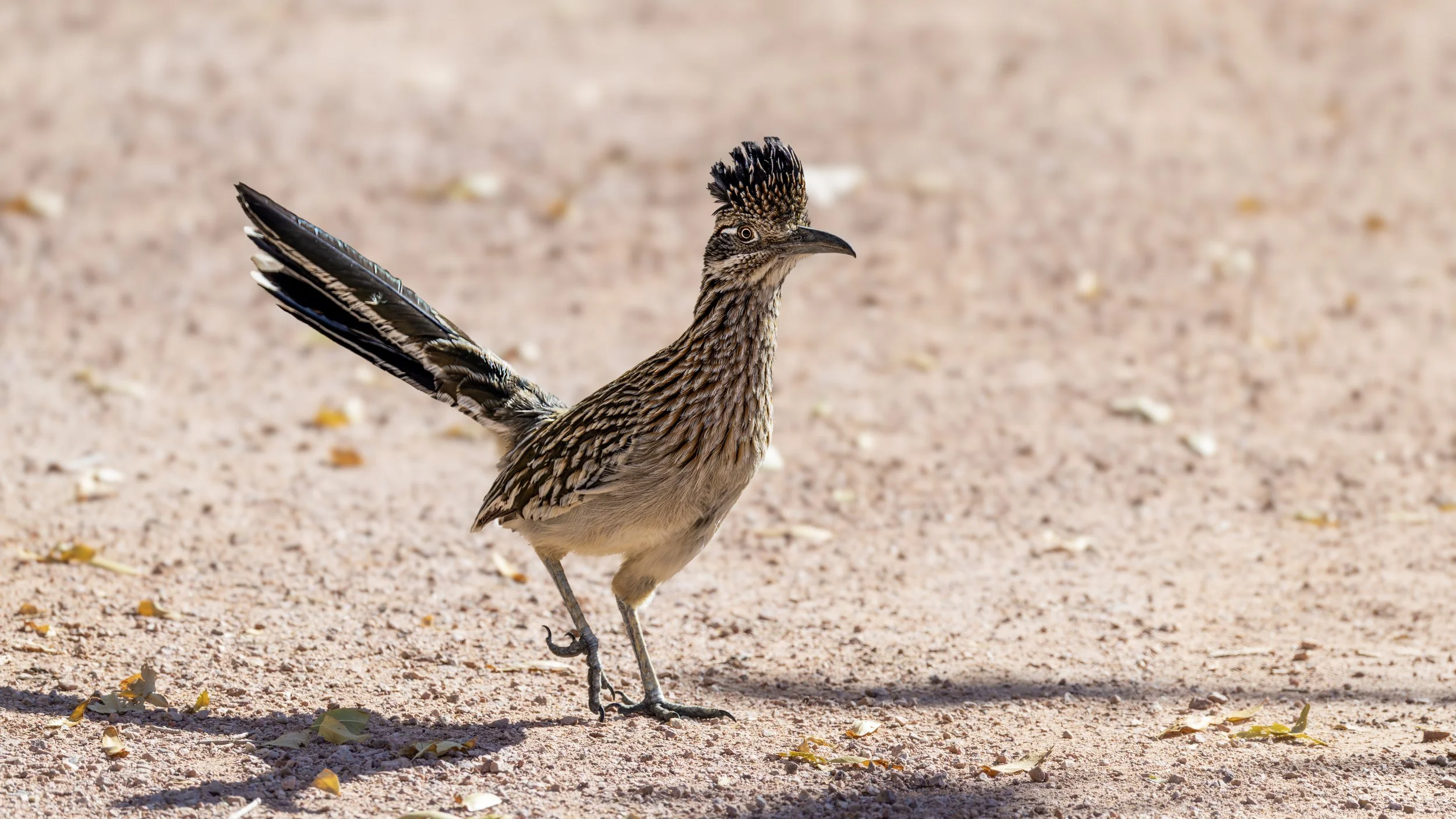 Greater Roadrunner
