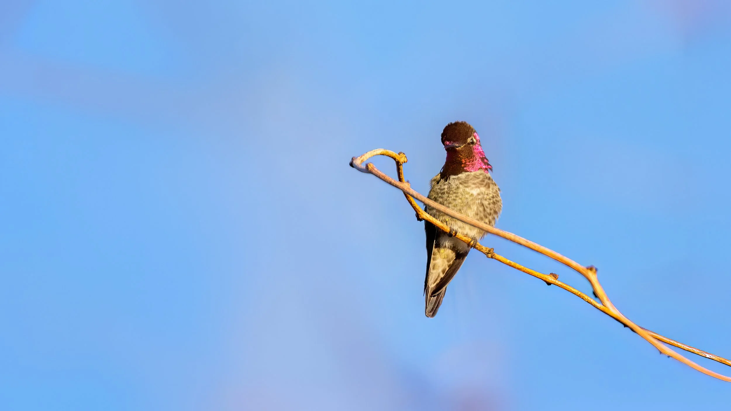 Anna's Hummingbird