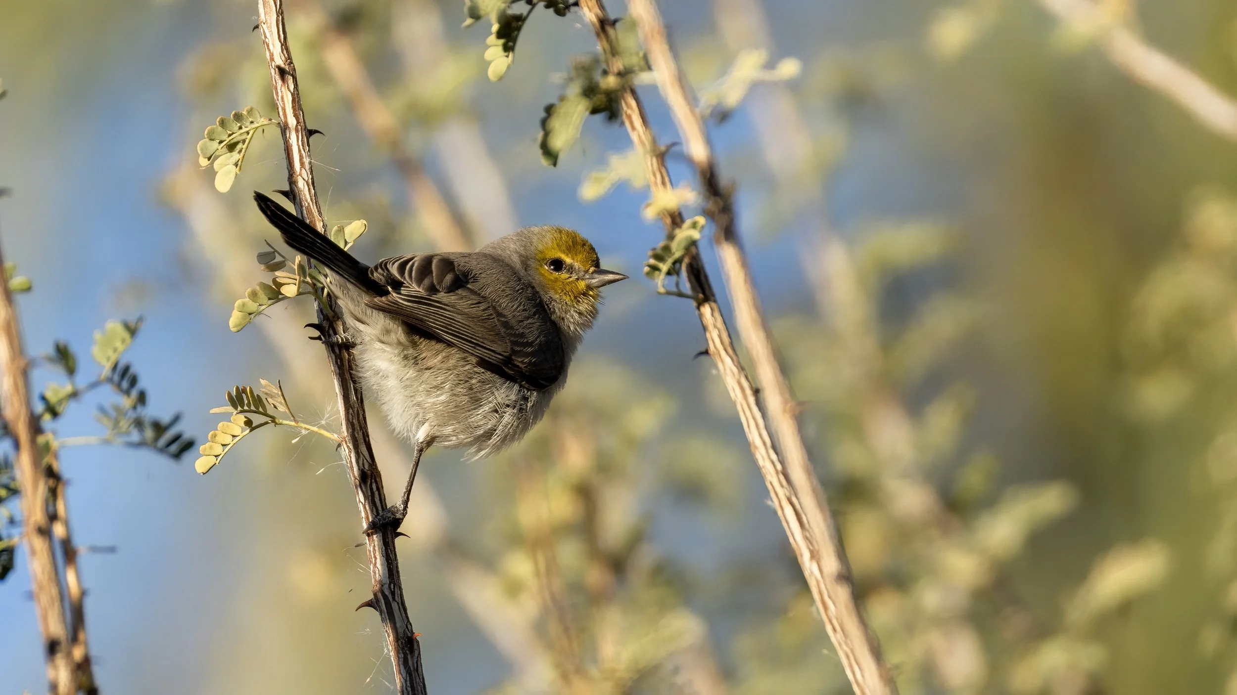 Verdin