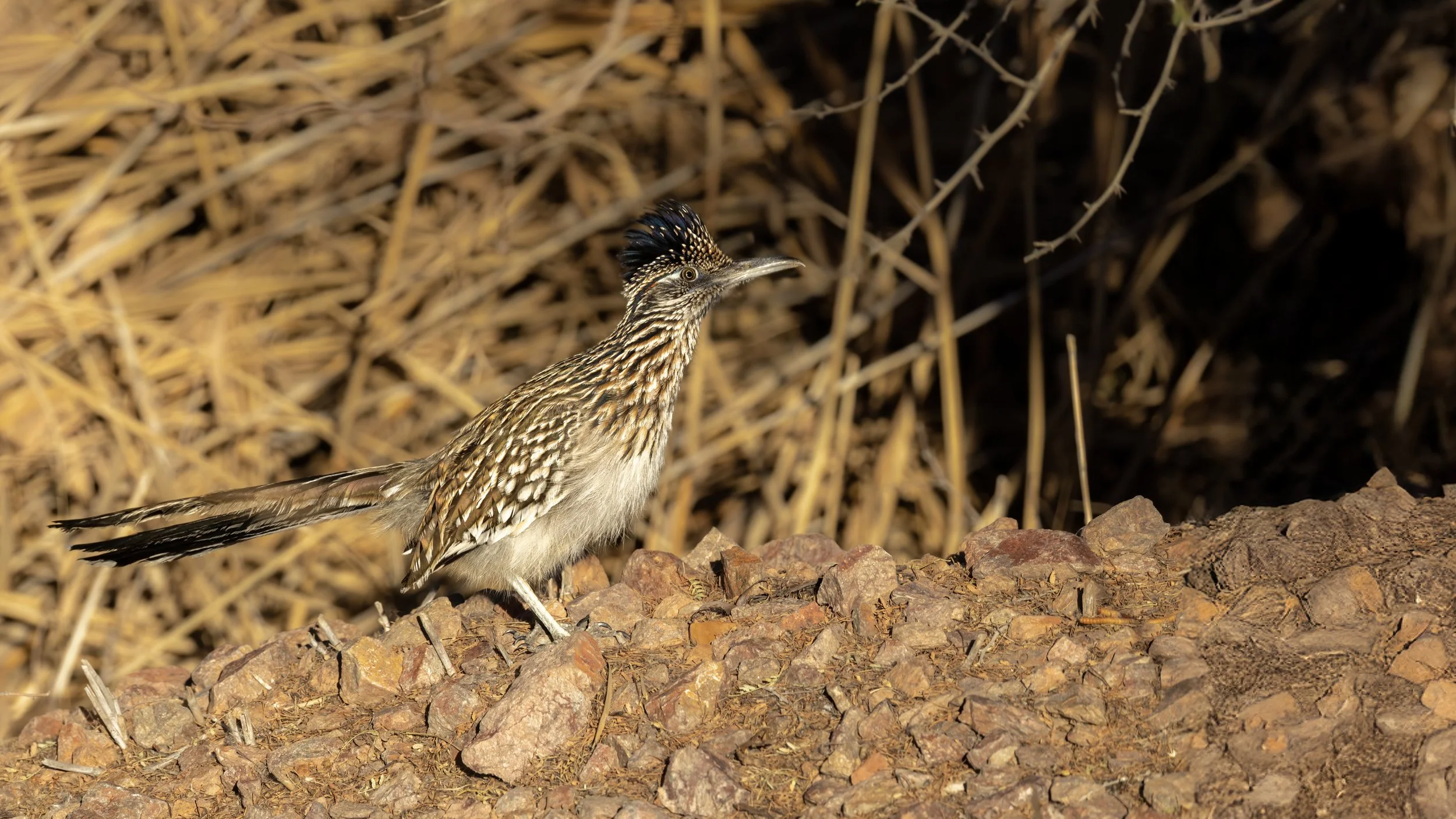 Greater Roadrunner