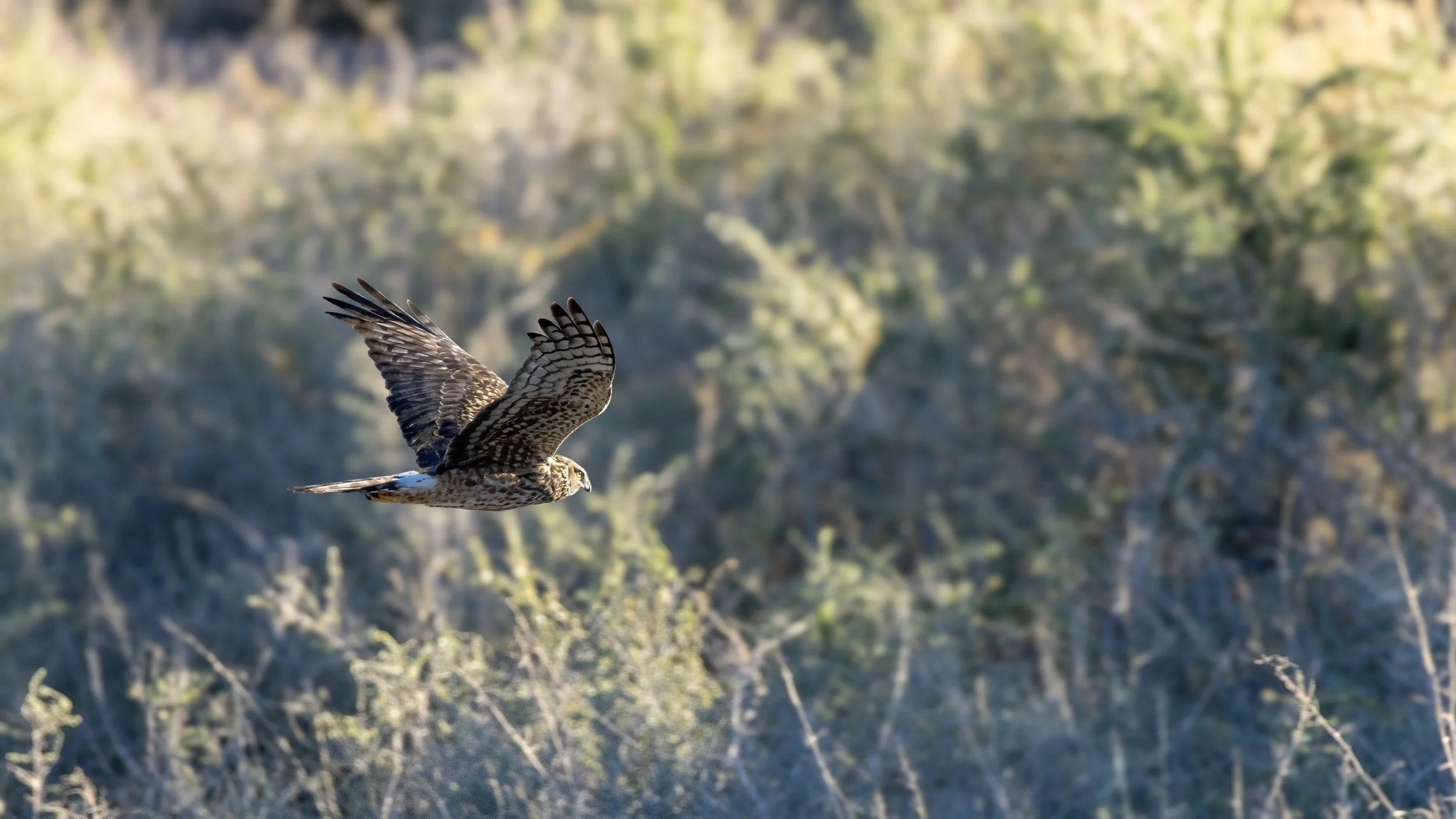 Northern Harrier
