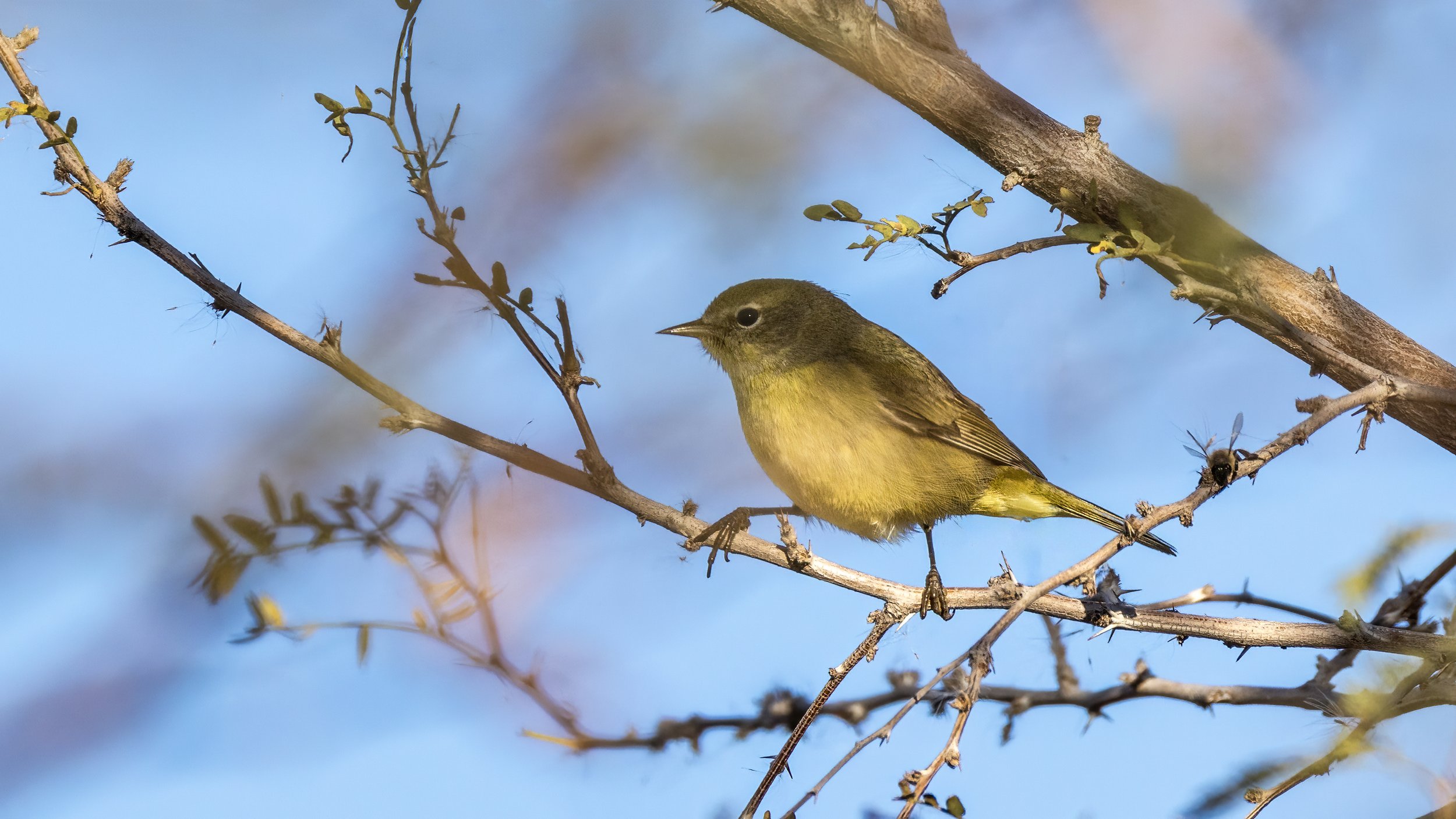 Orange-crowned Warbler
