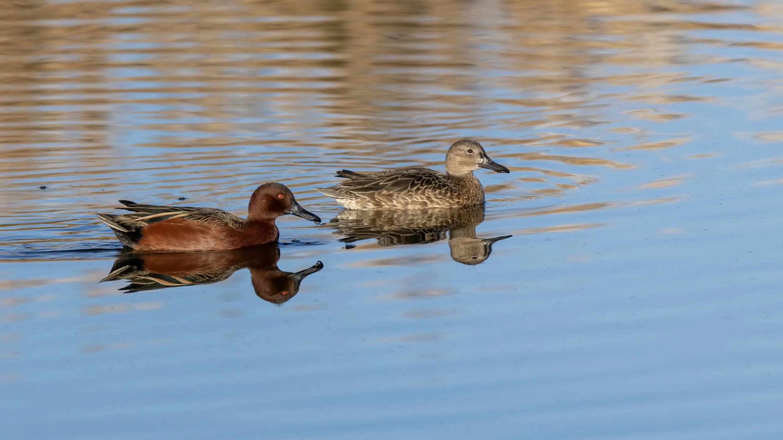 Cinnamon Teal