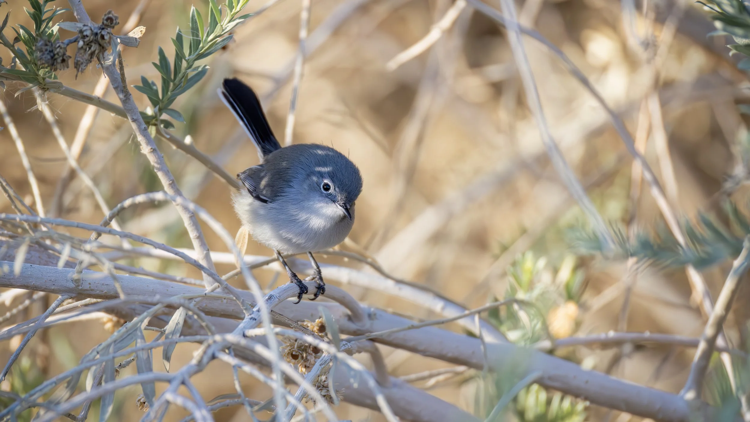Black-tailed Gnatcatcher