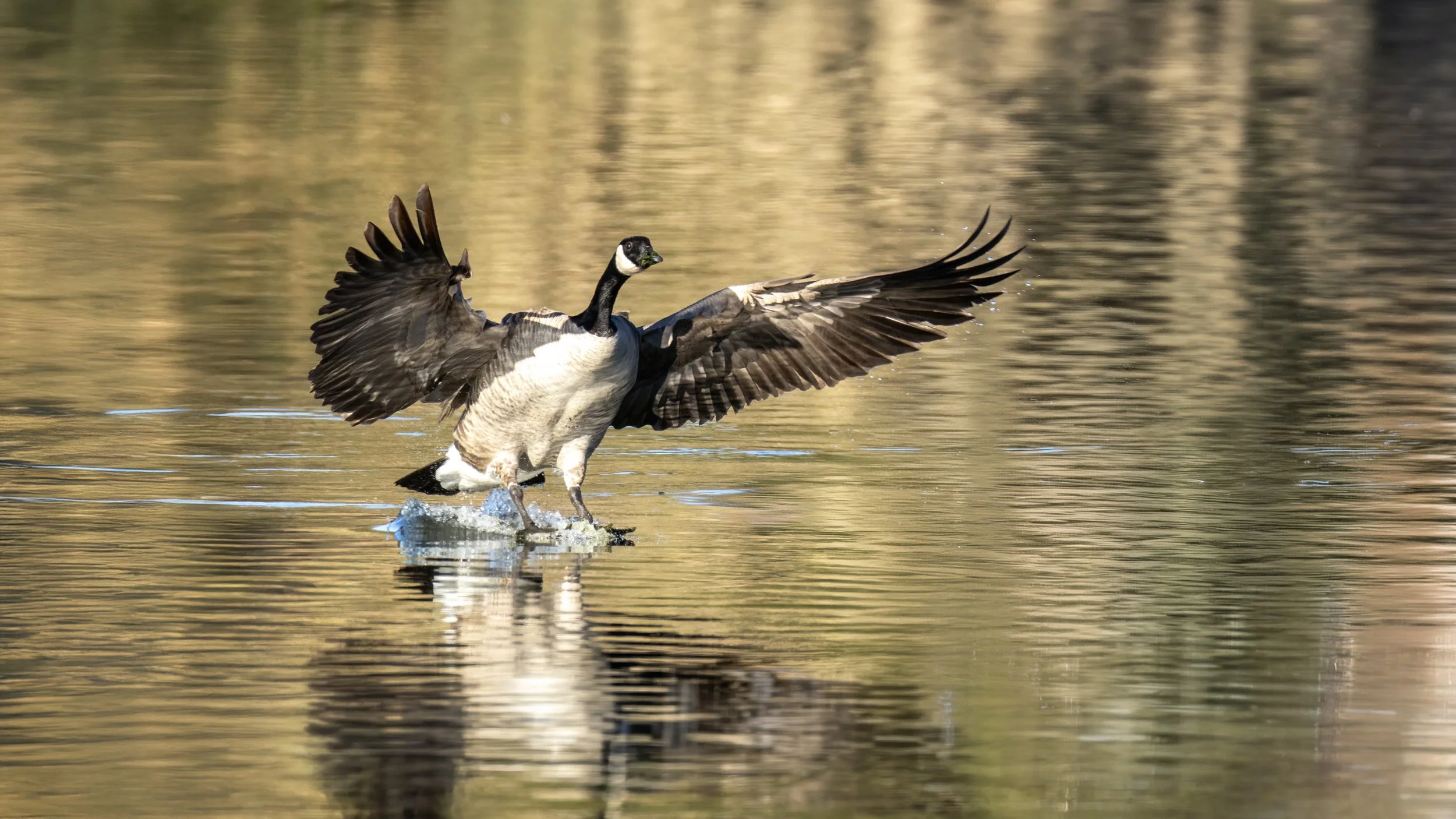 Canada Goose