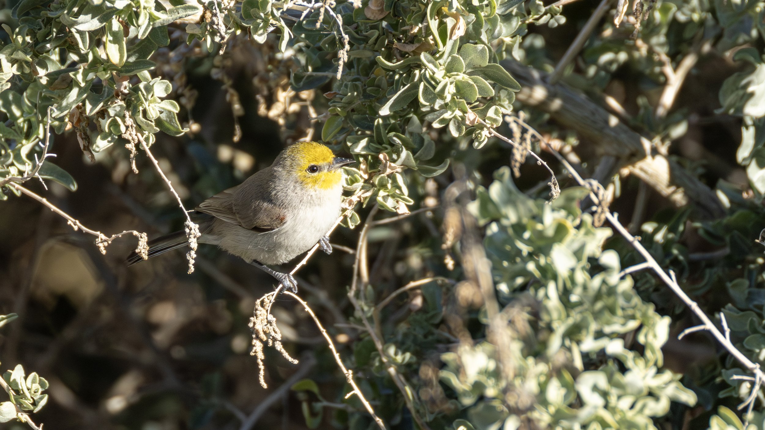 Verdin
