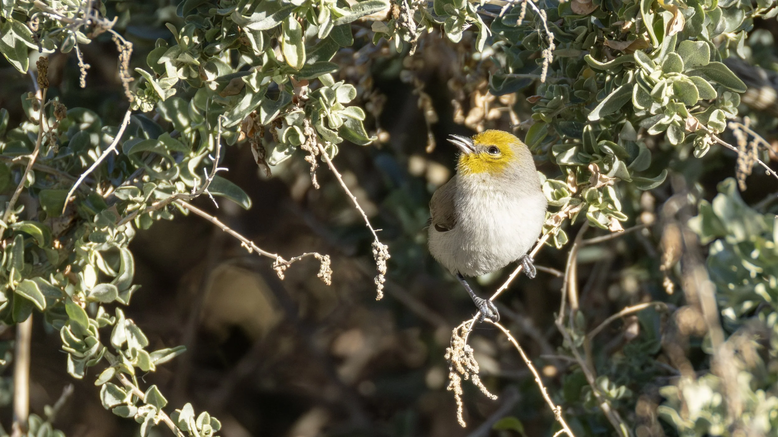 Verdin