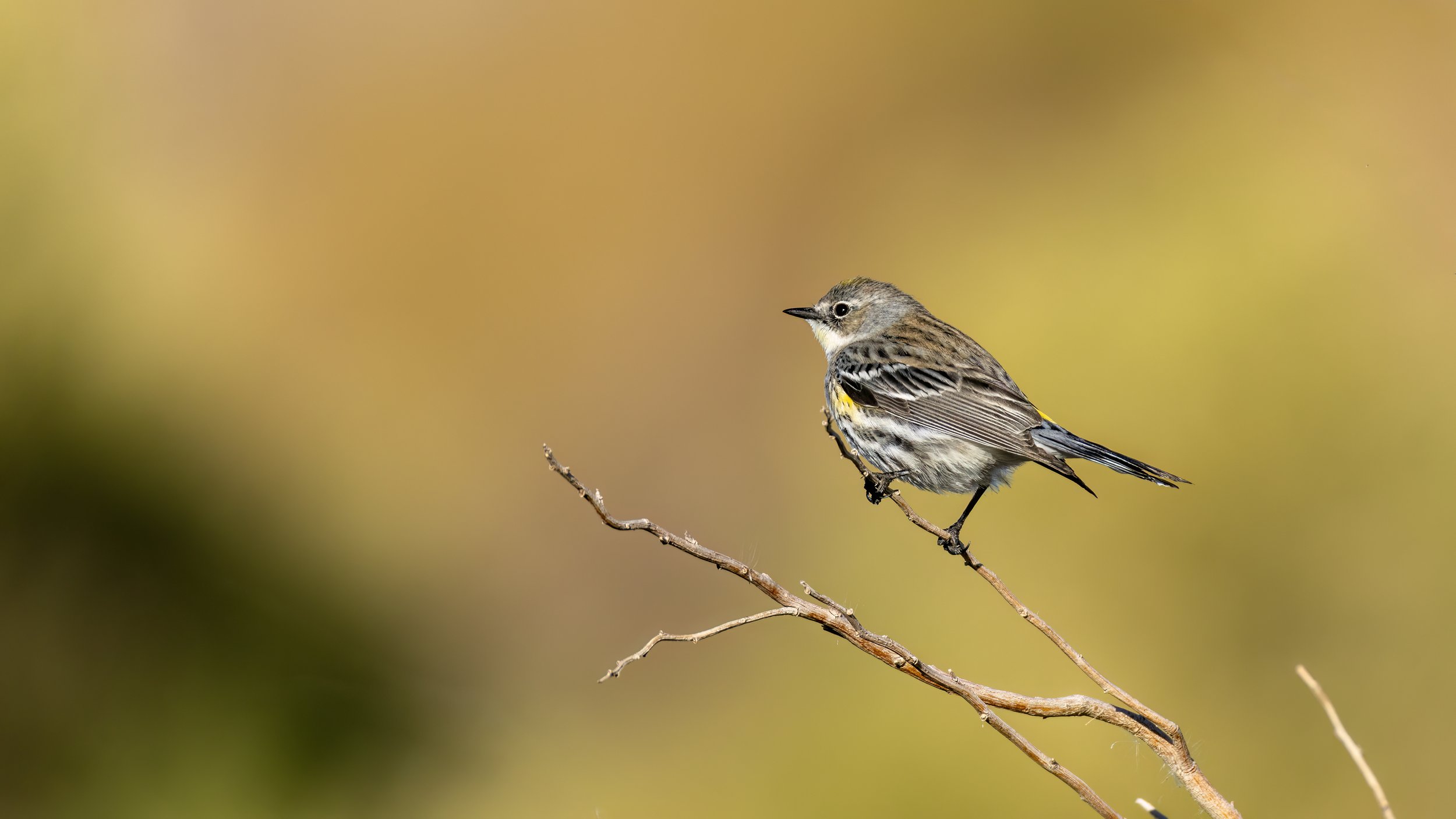 Yellow-rumped Warbler (Myrtle)