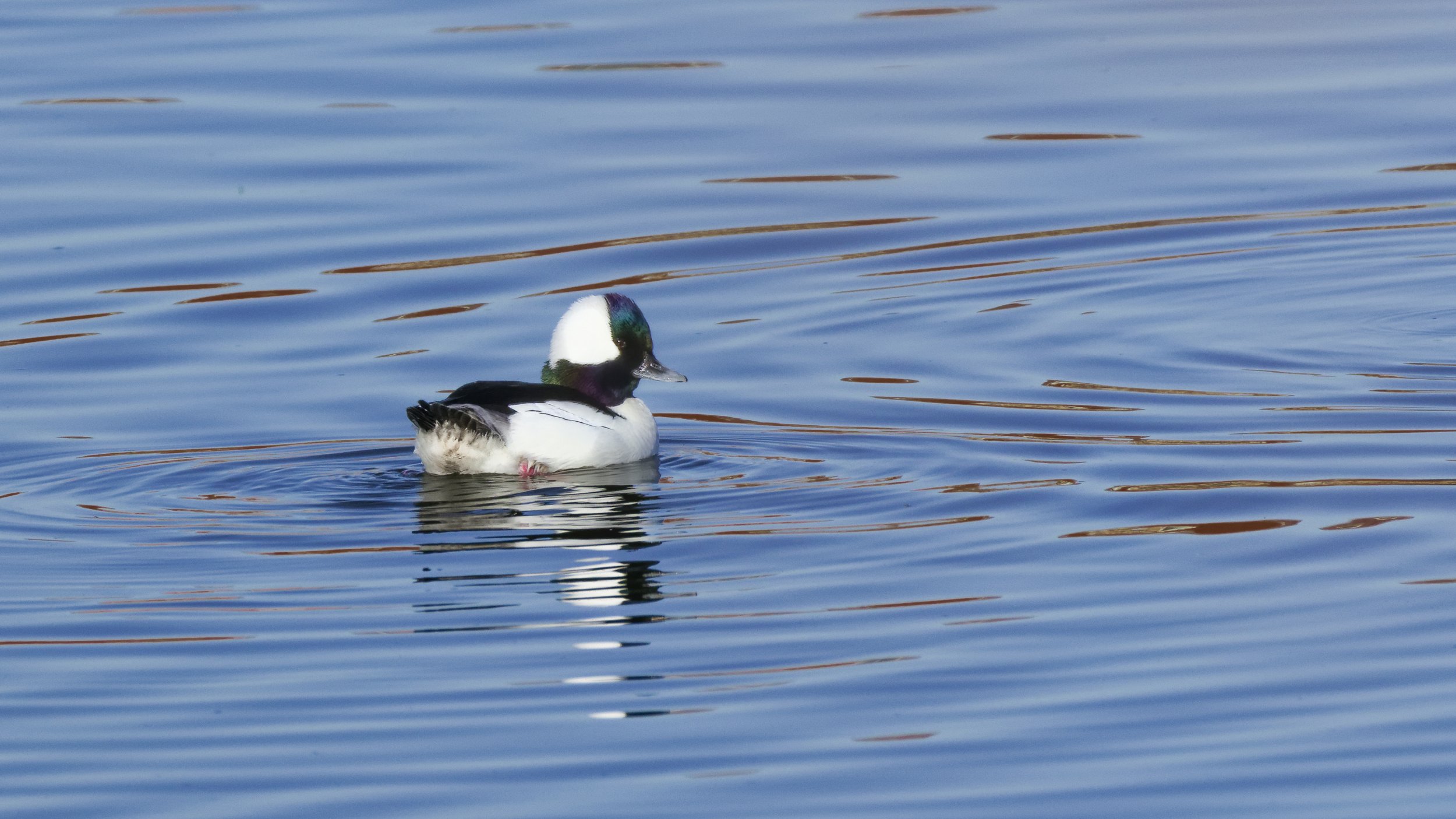 Bufflehead Duck