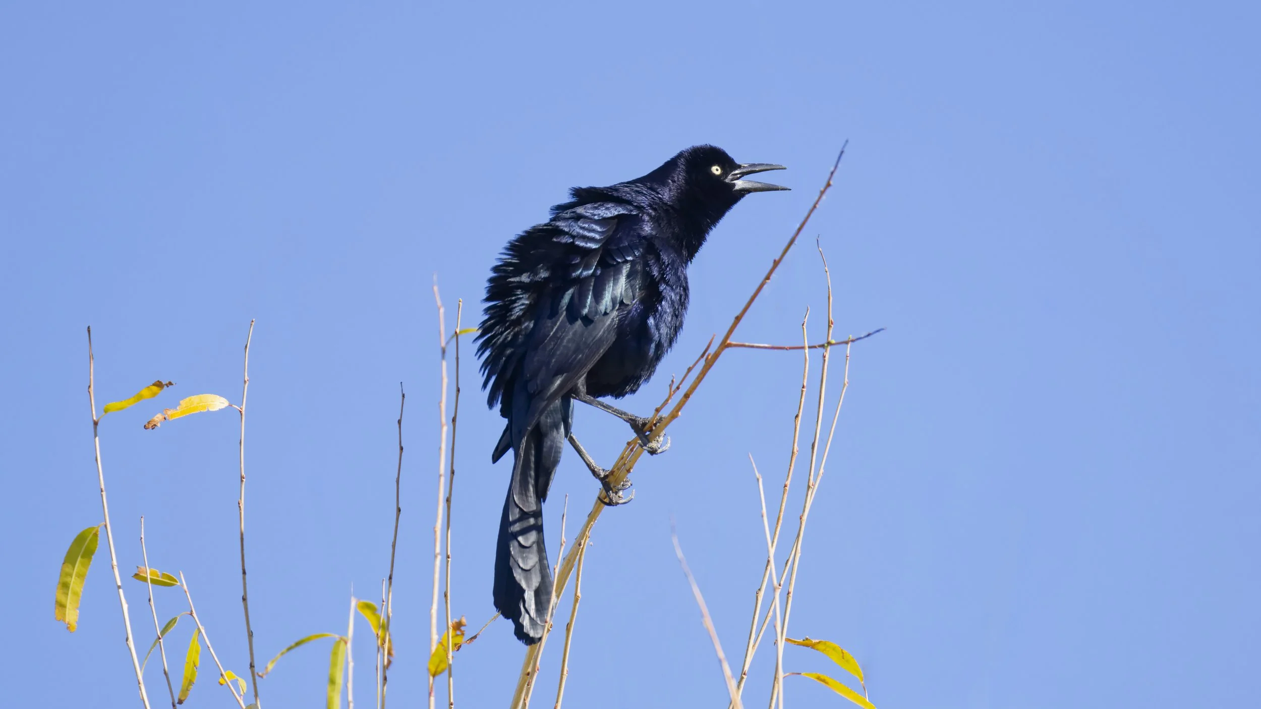 Great-tailed Grackle