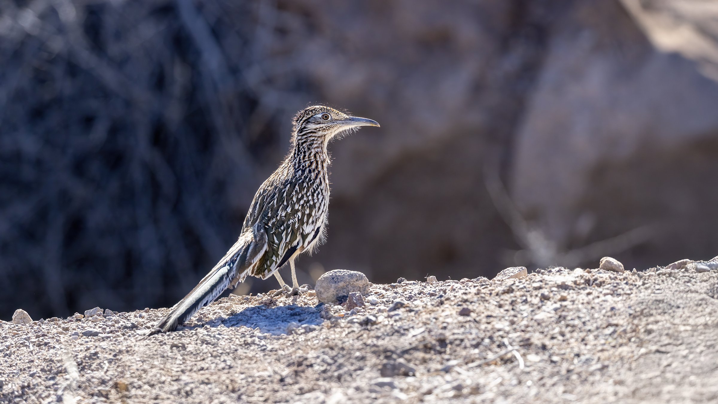 Greater Roadrunner