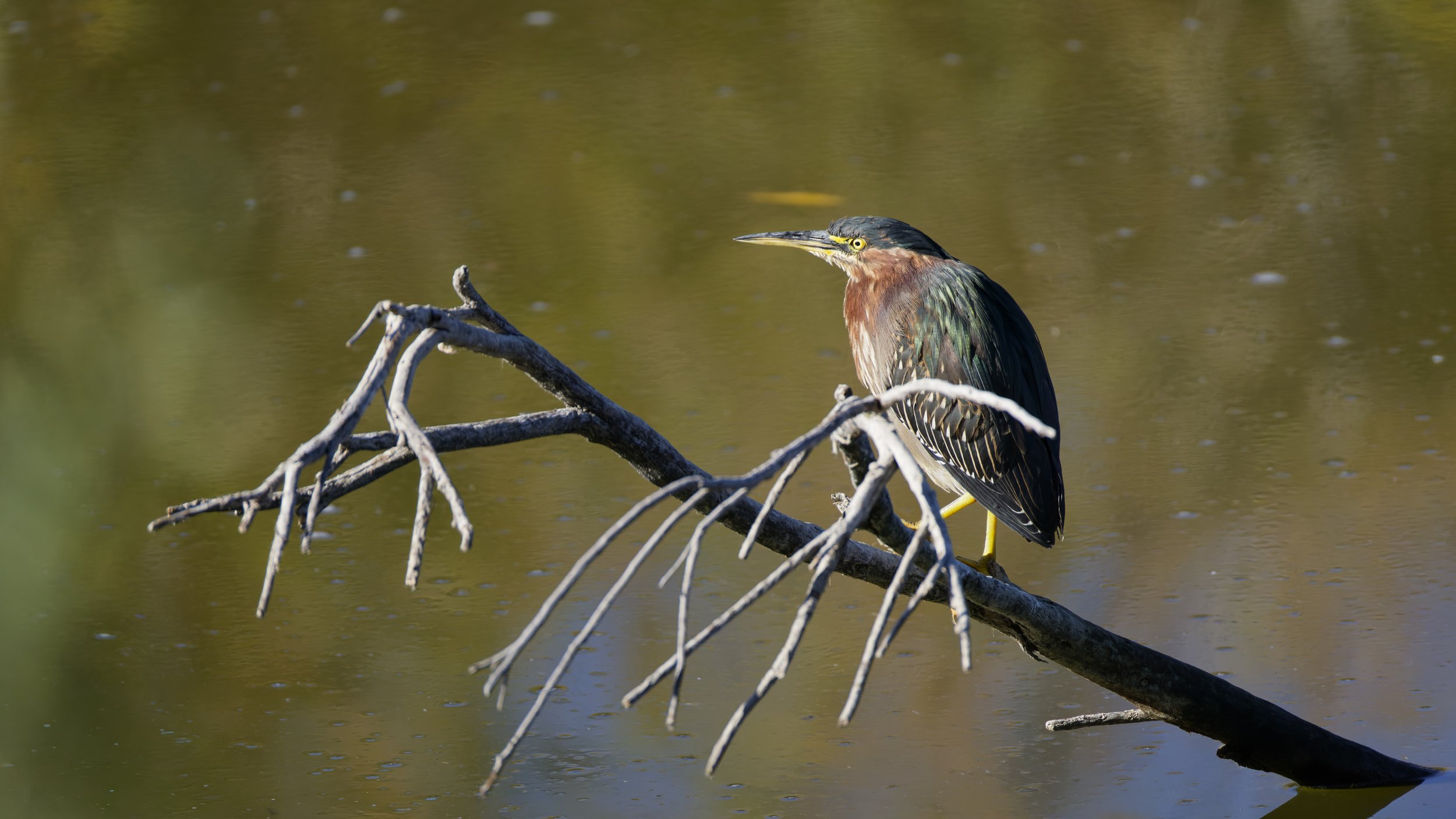 Green Heron