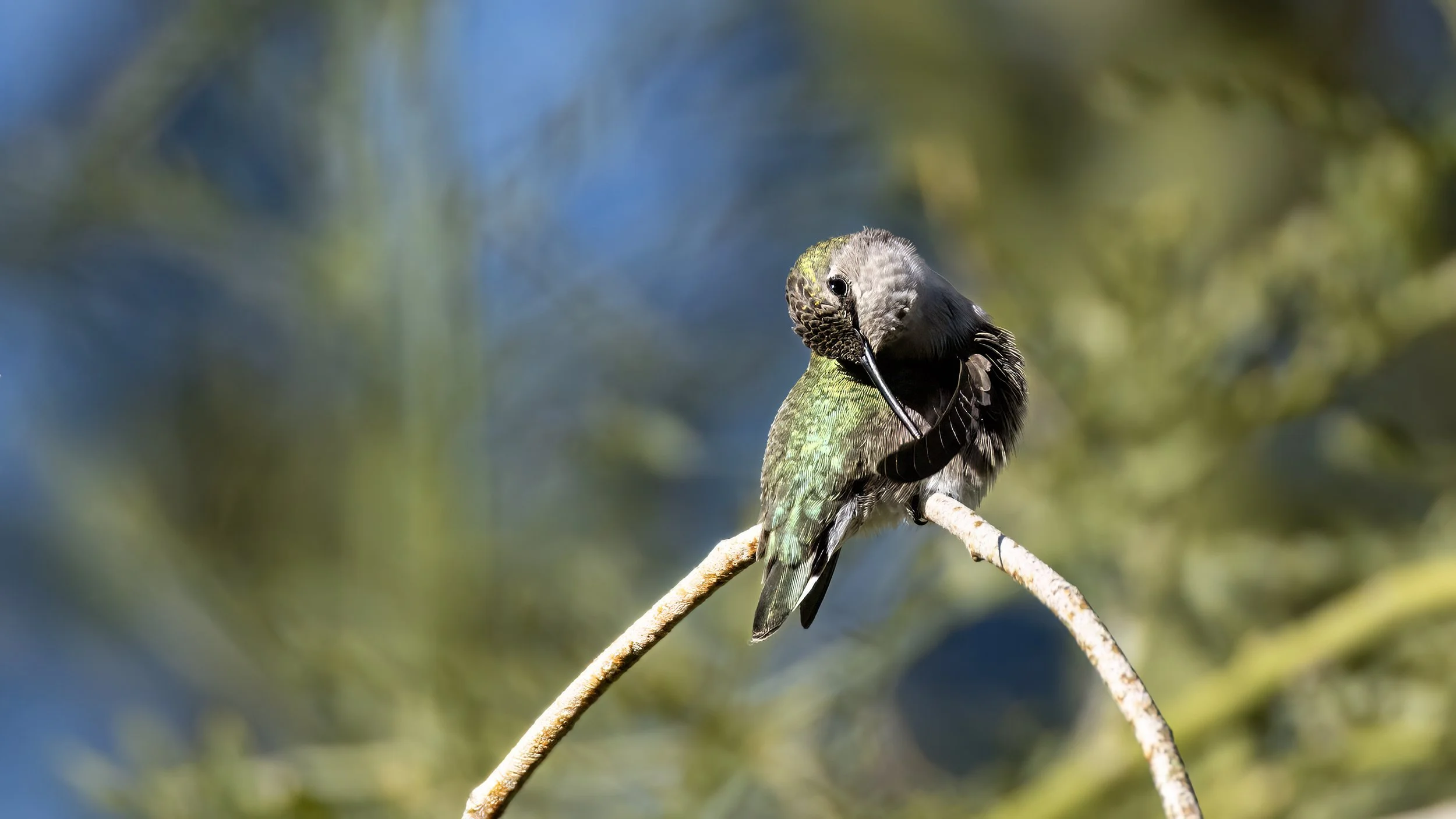 Costa's Hummingbird