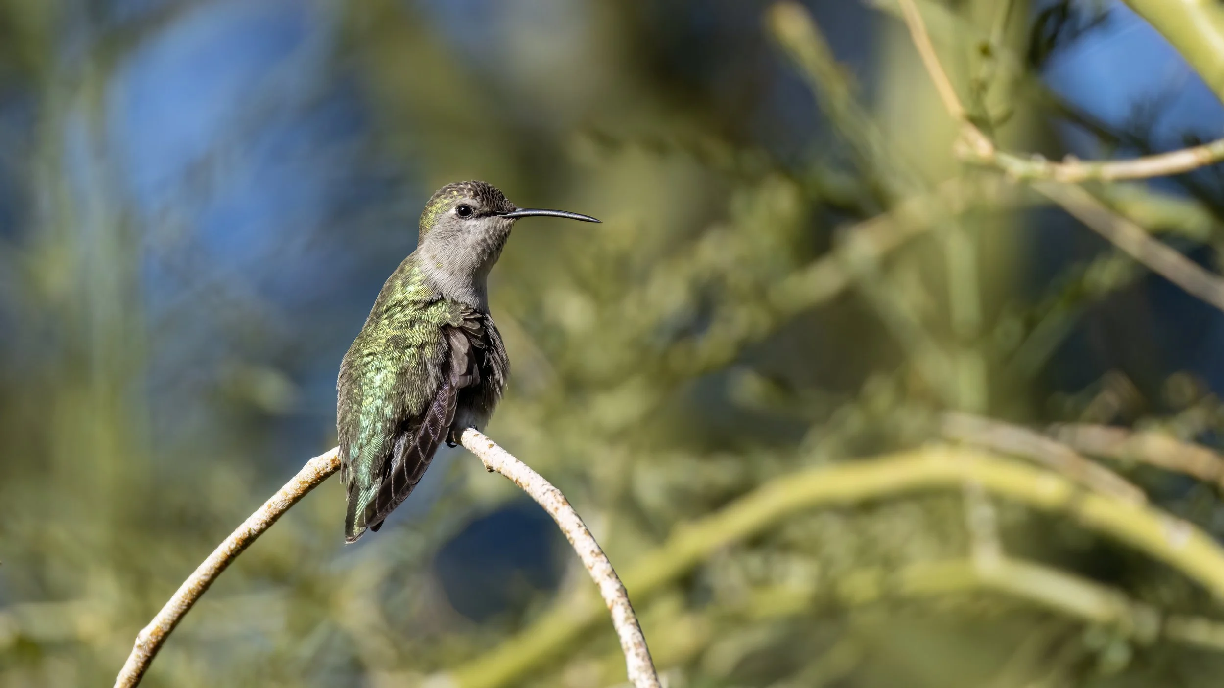 Costa's Hummingbird