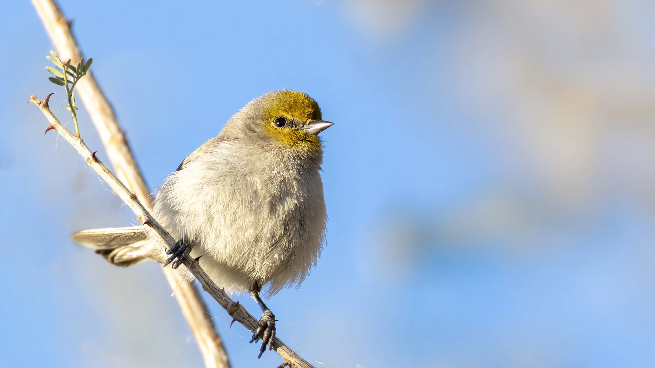 Verdin