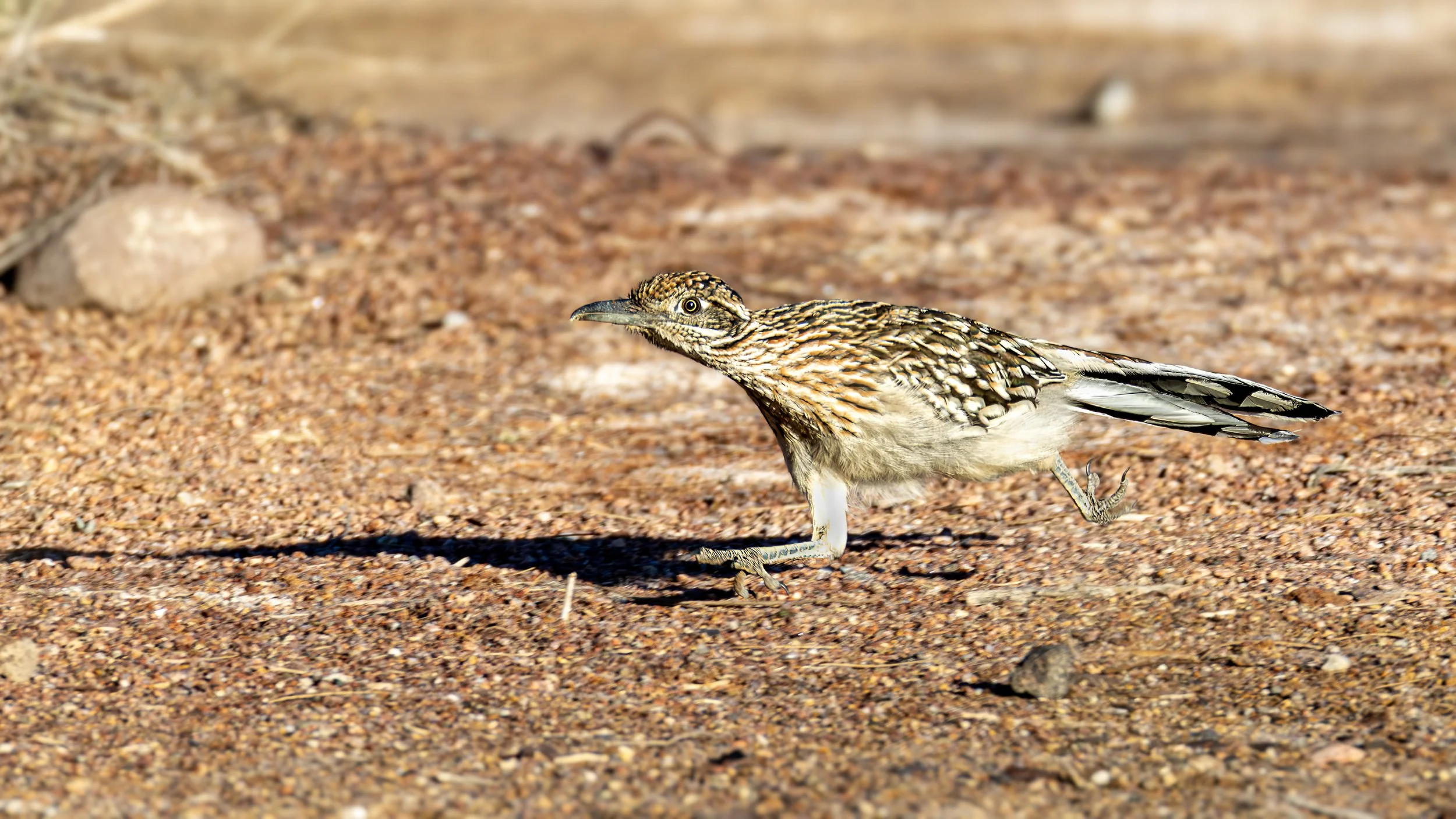 Greater Roadrunner