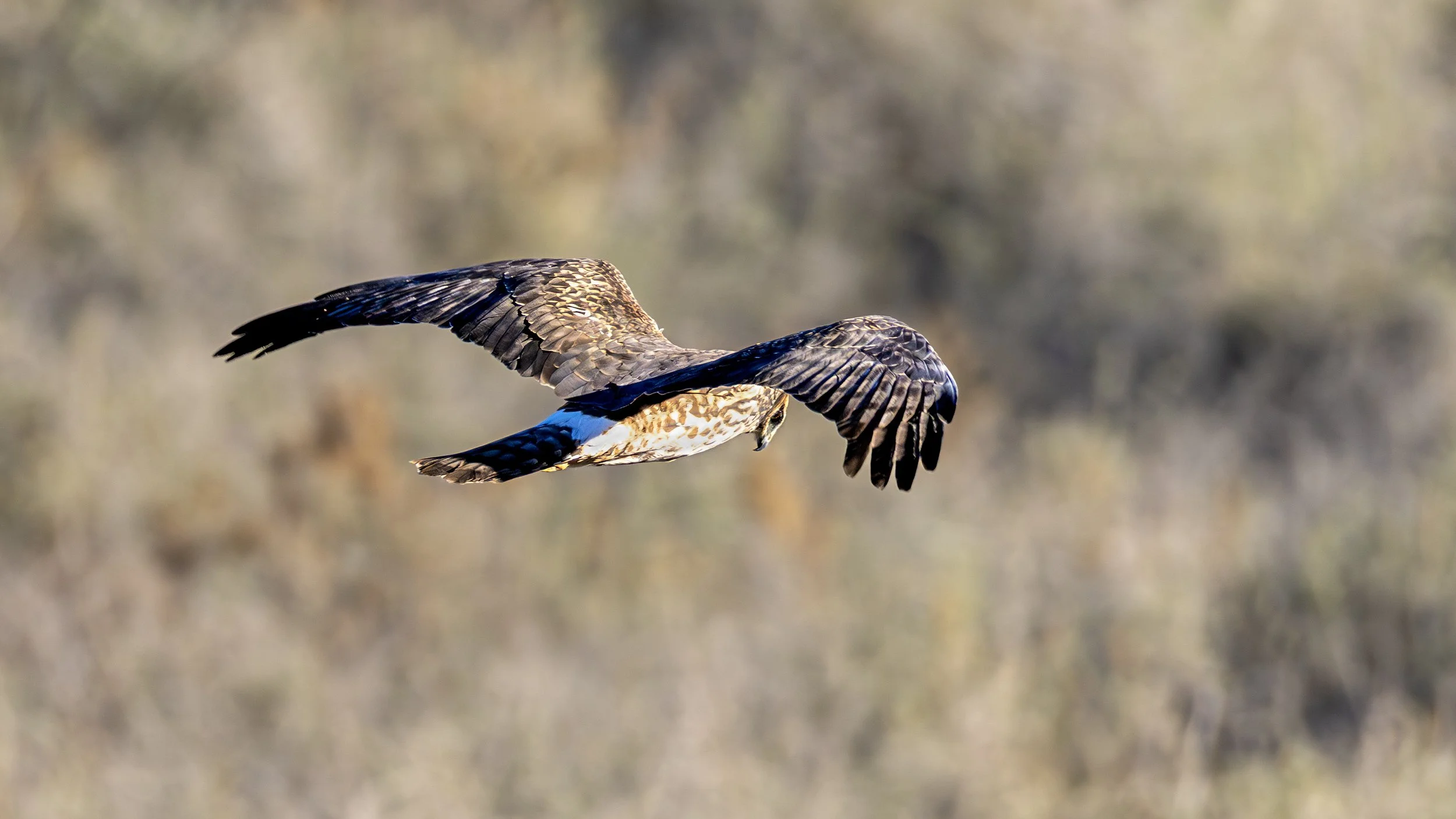Northern Harrier
