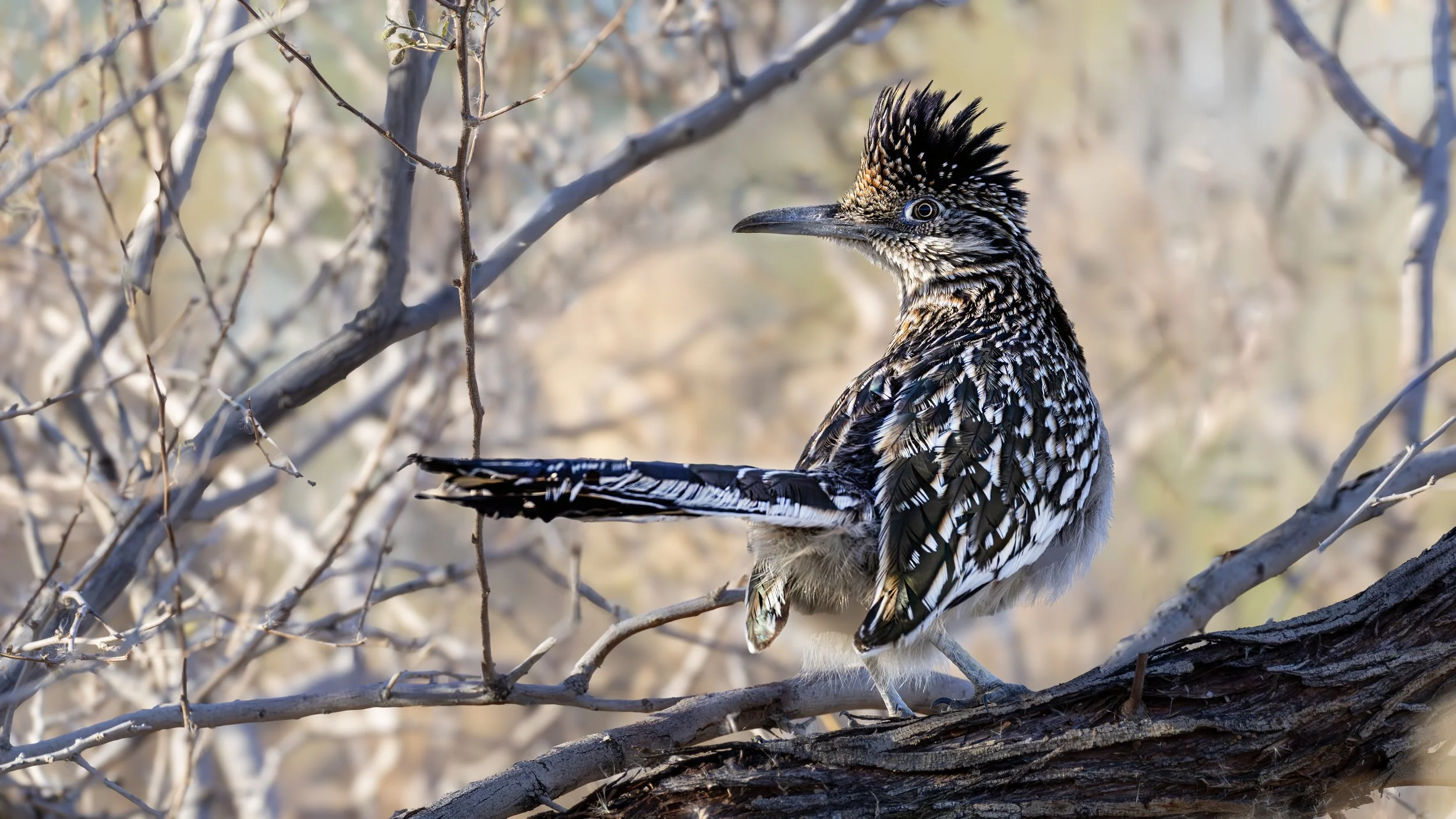 Greater Roadrunner