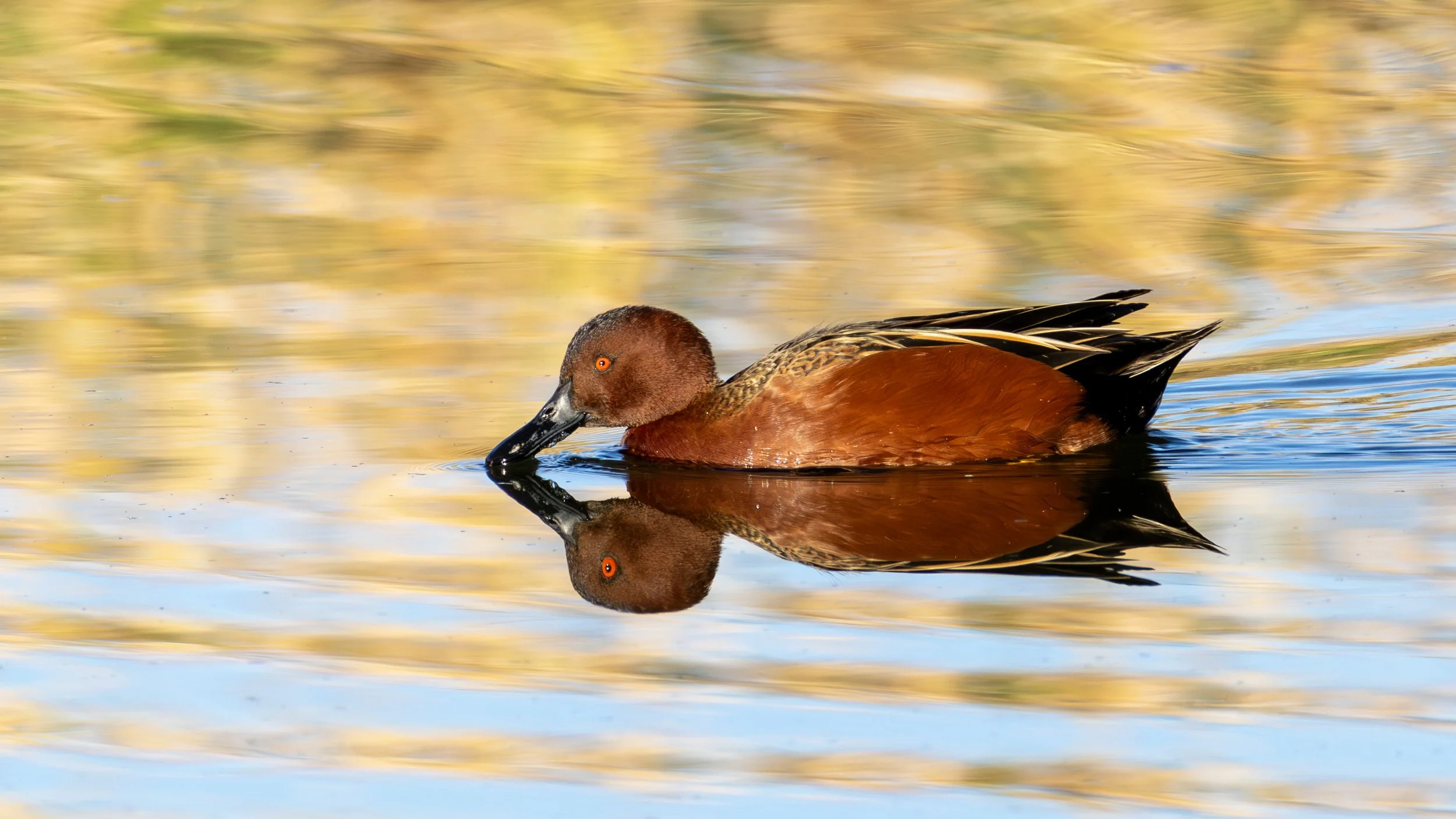 Cinnamon Teal