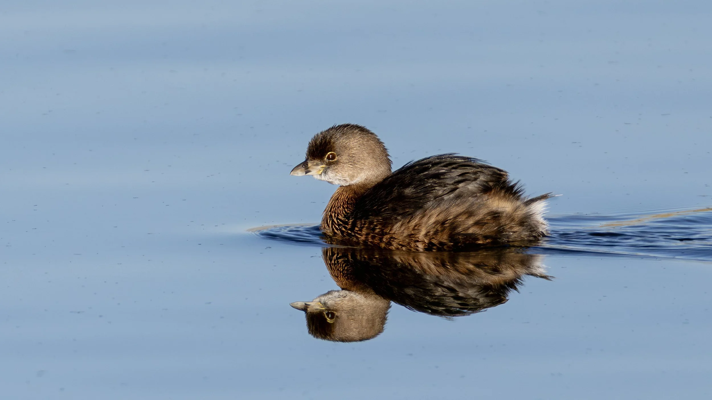 Pied-billed Grebe
