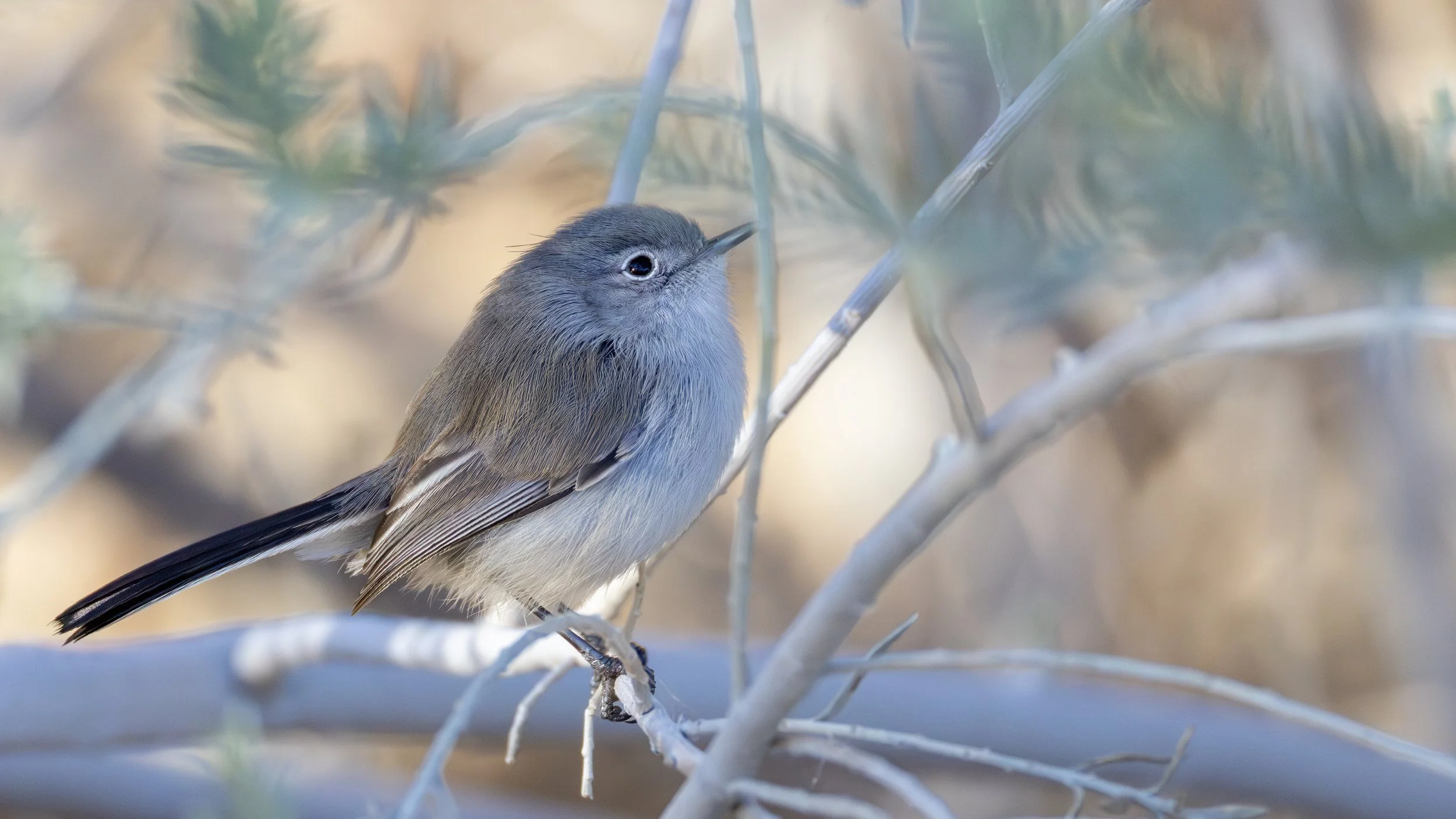 Black-tailed Gnatcatcher