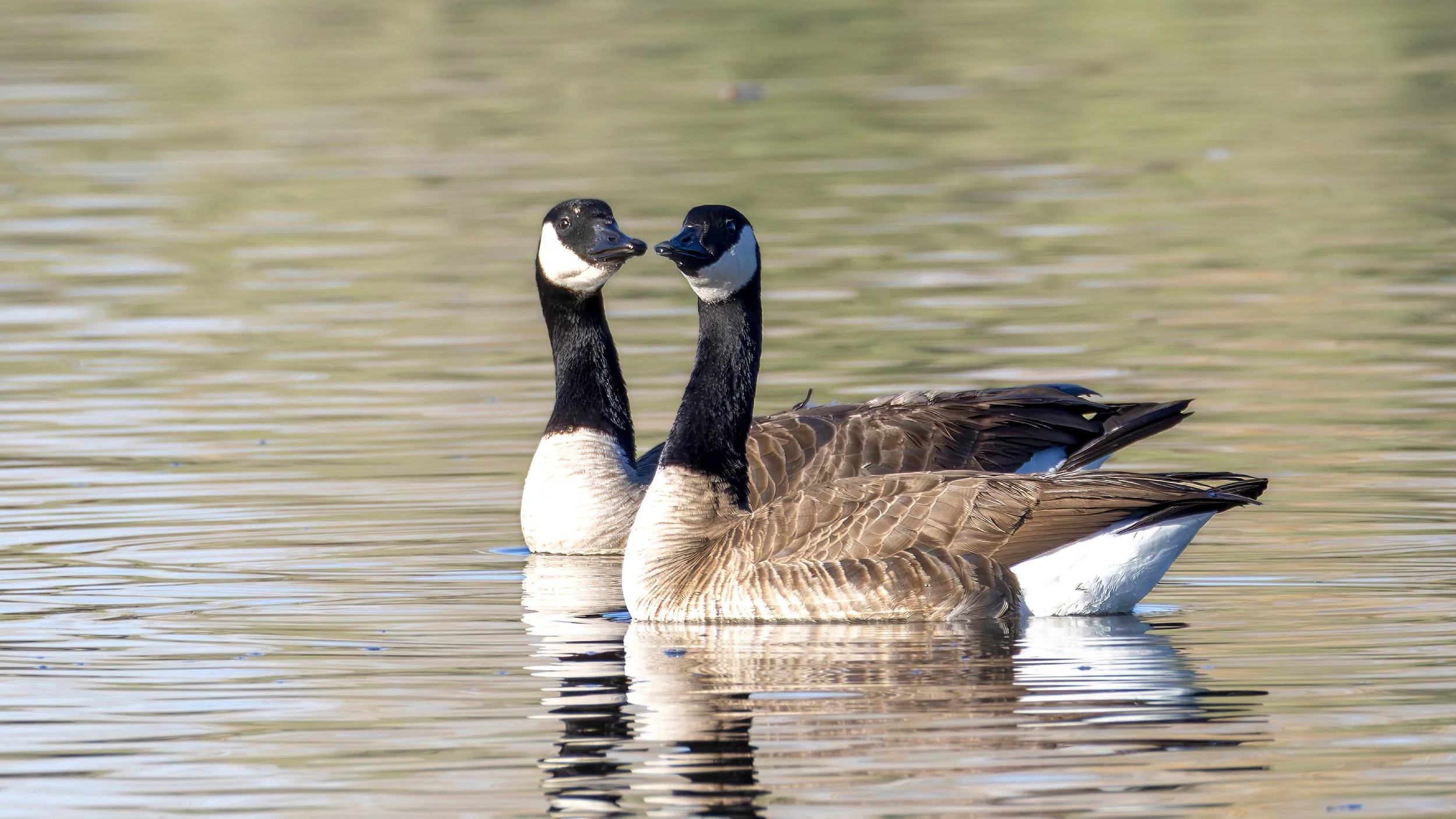 Canada Goose