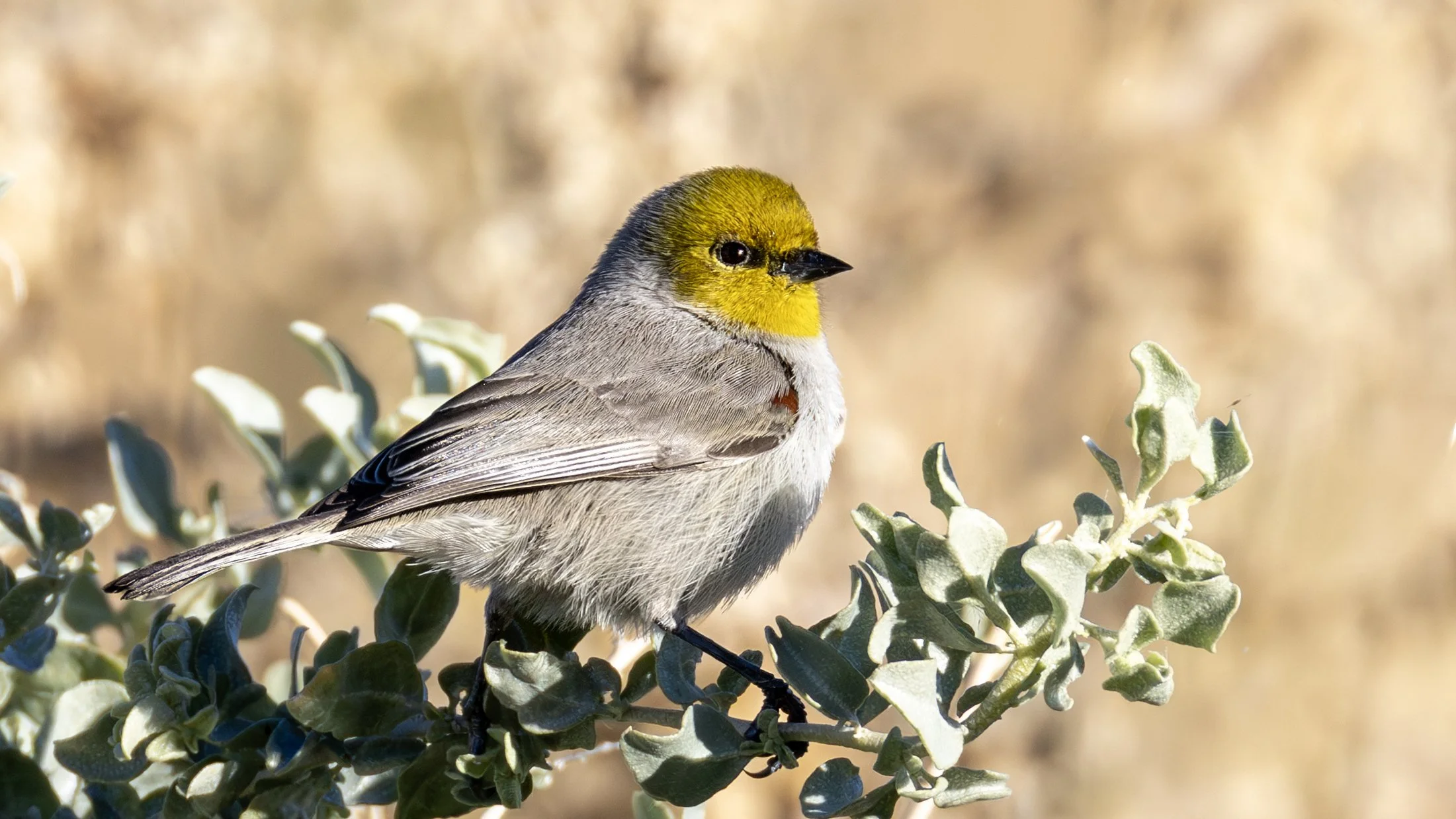 Verdin