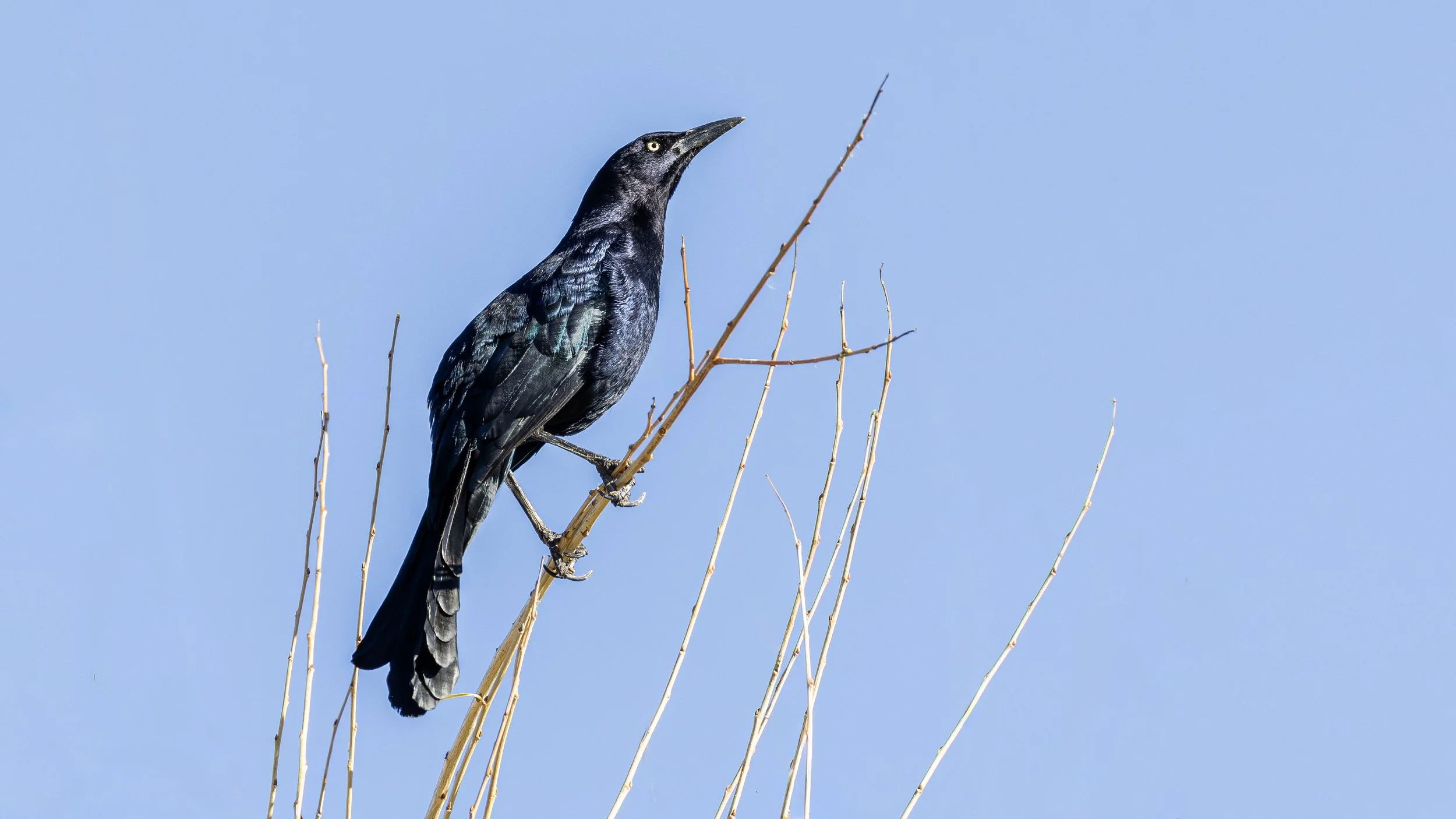 Great-tailed Grackle