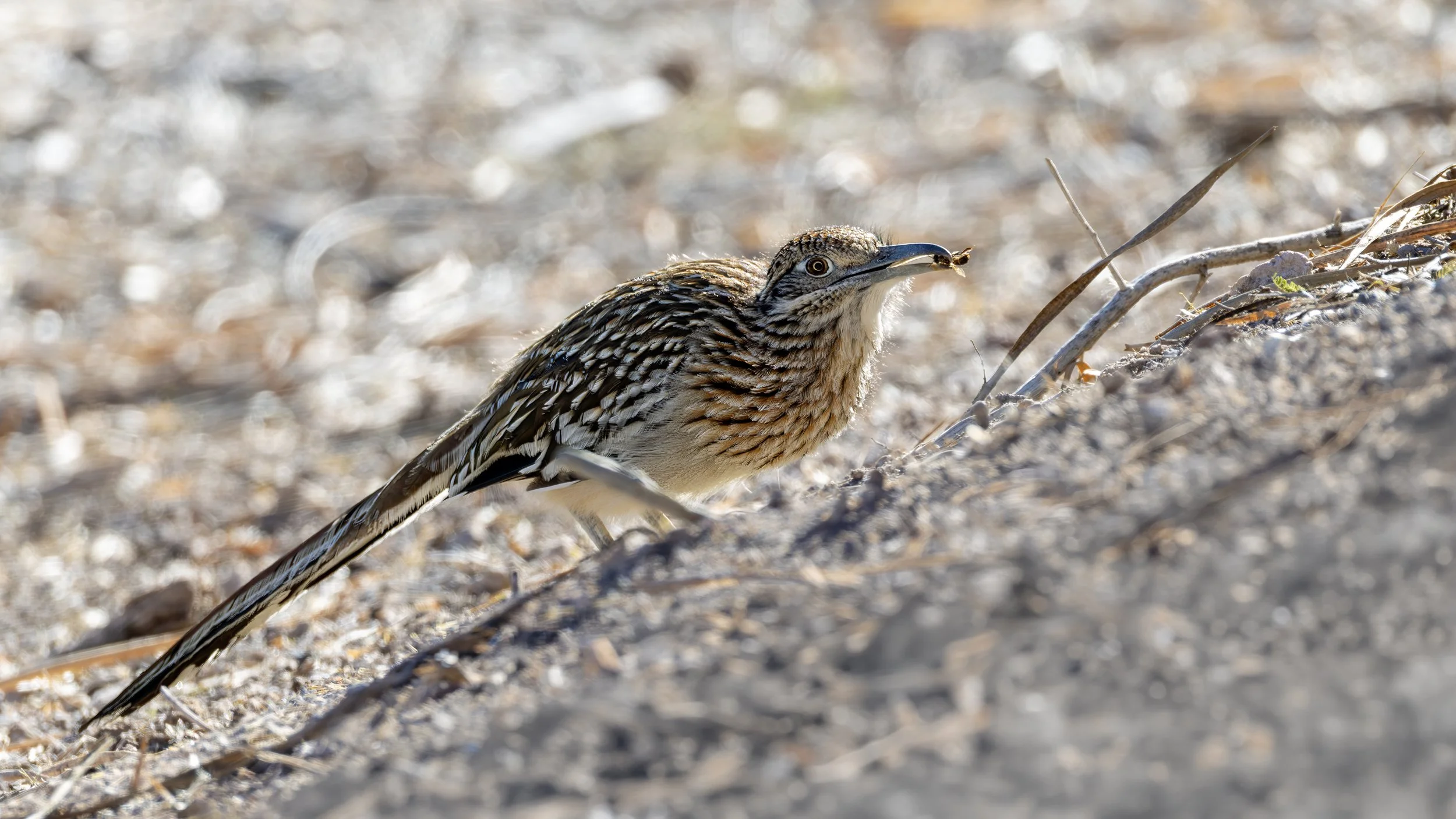 Greater Roadrunner