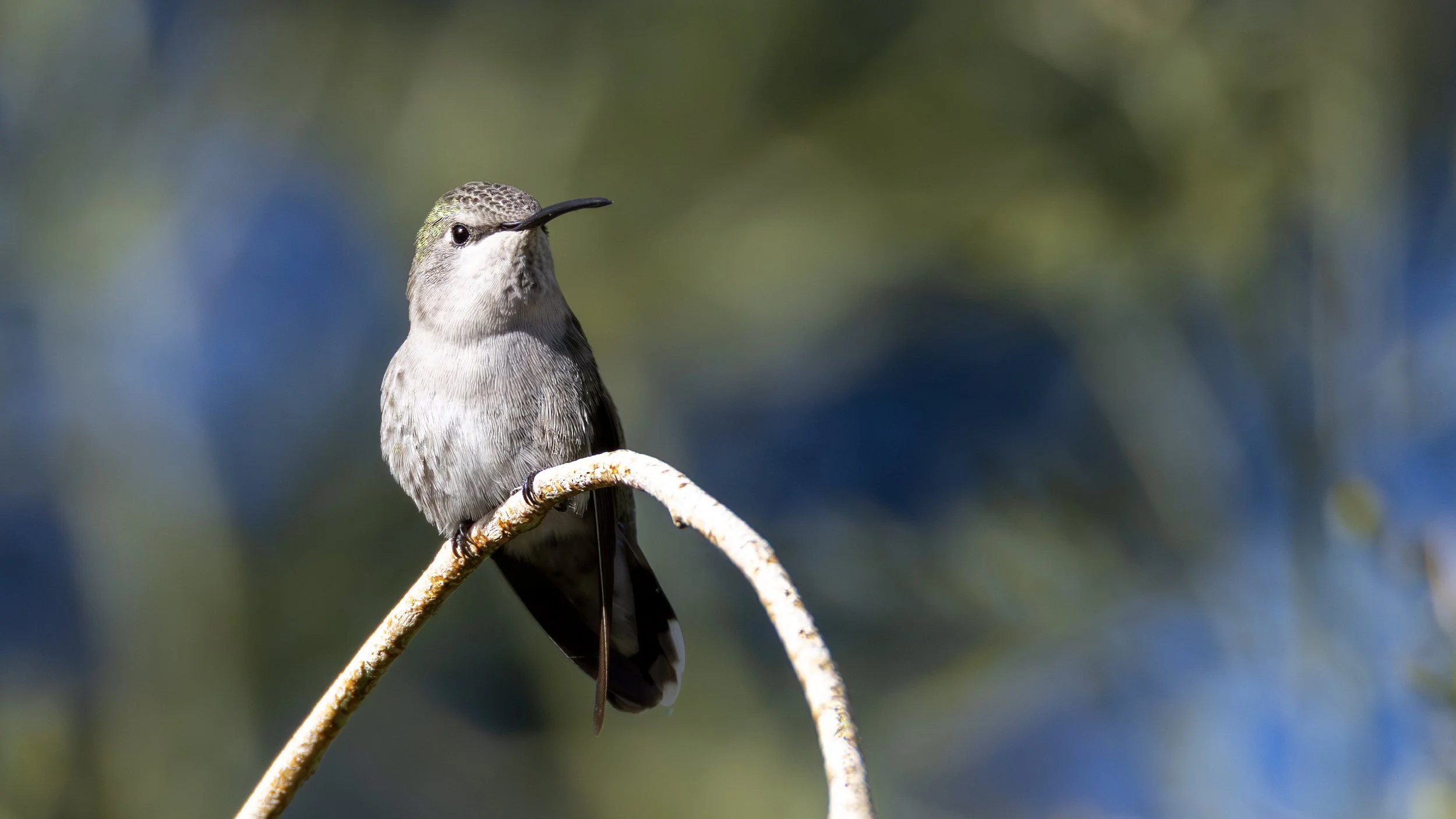 Anna's Hummingbird