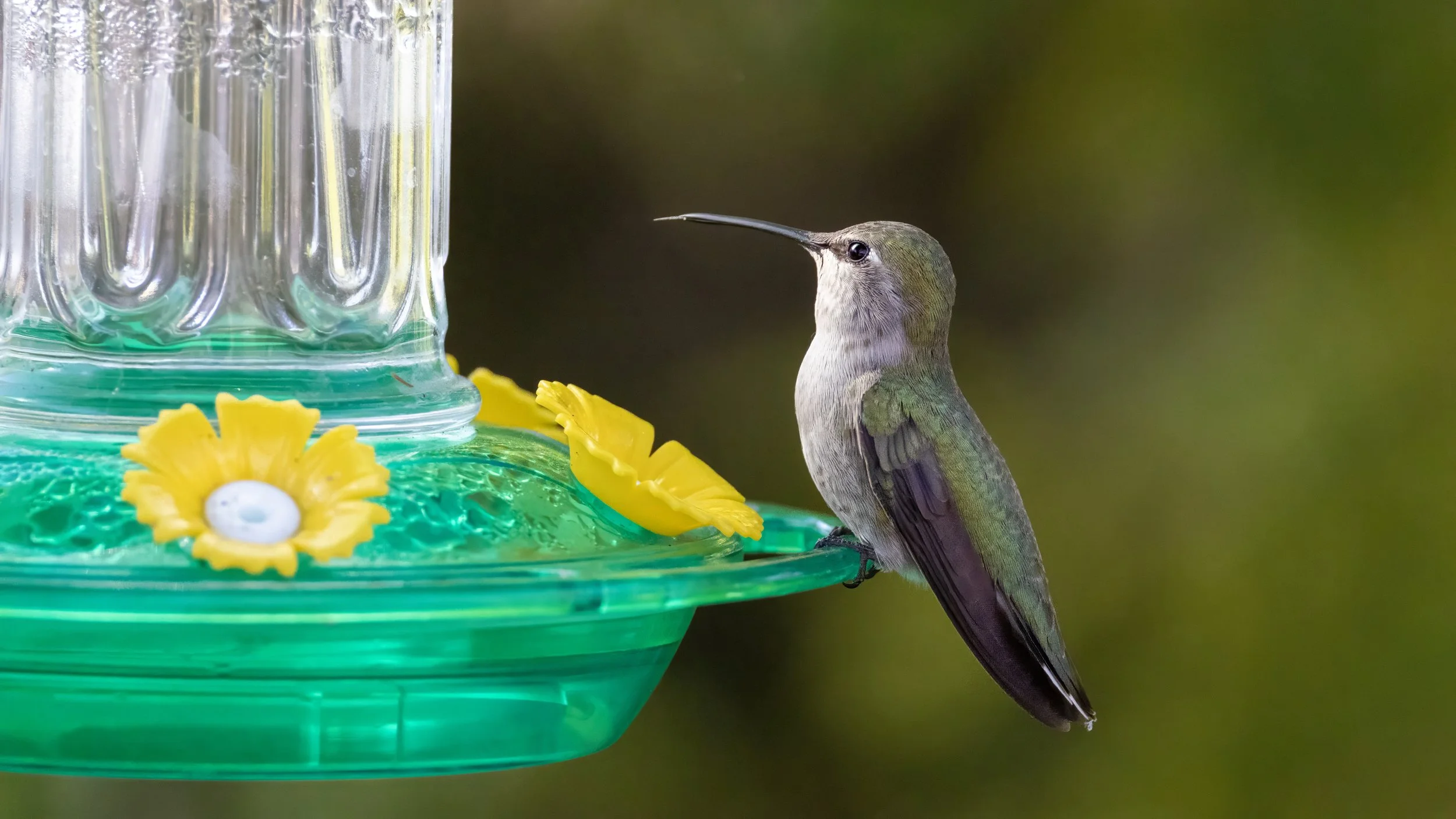 Costa's Hummingbird