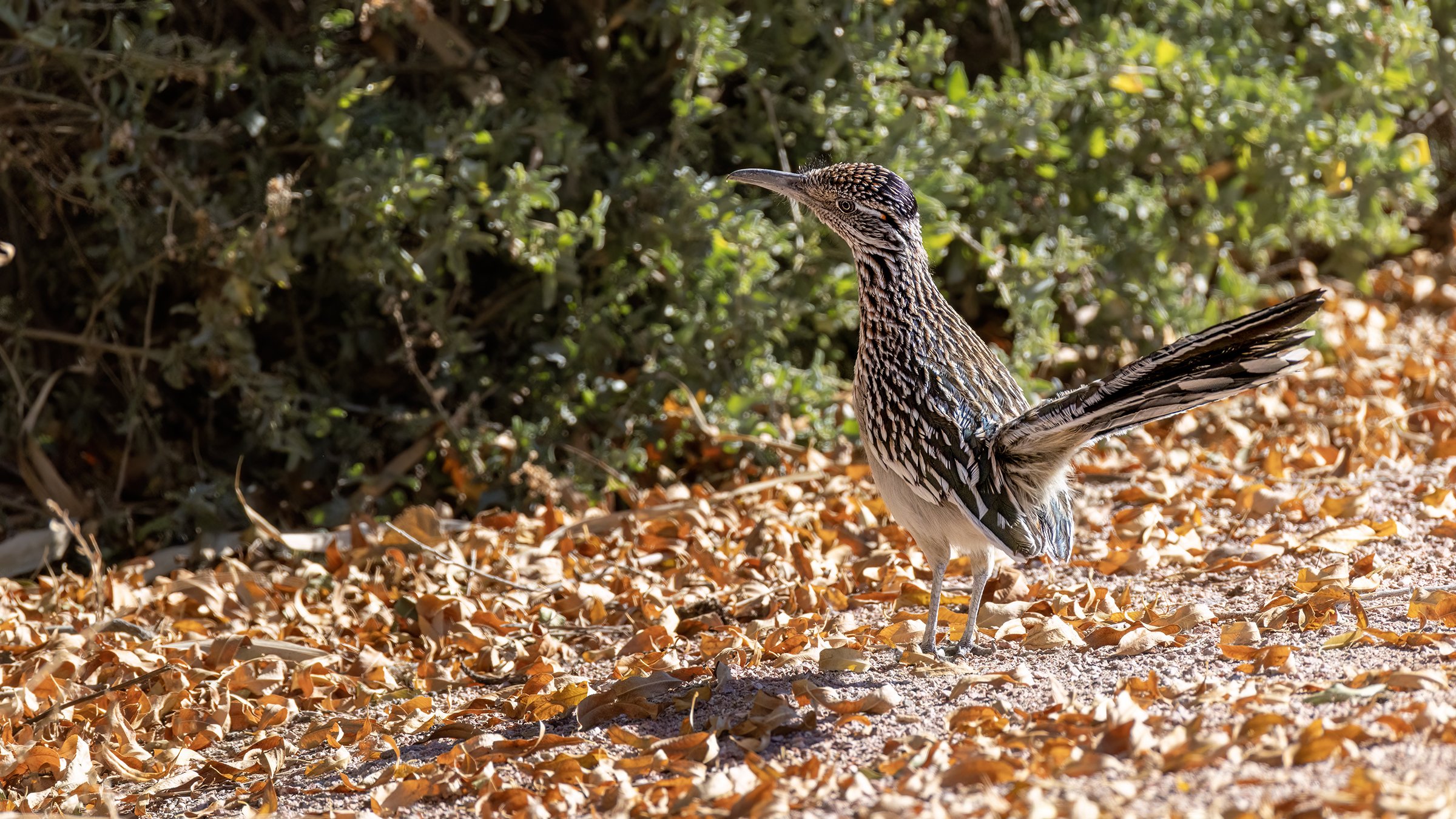 Greater Roadrunner