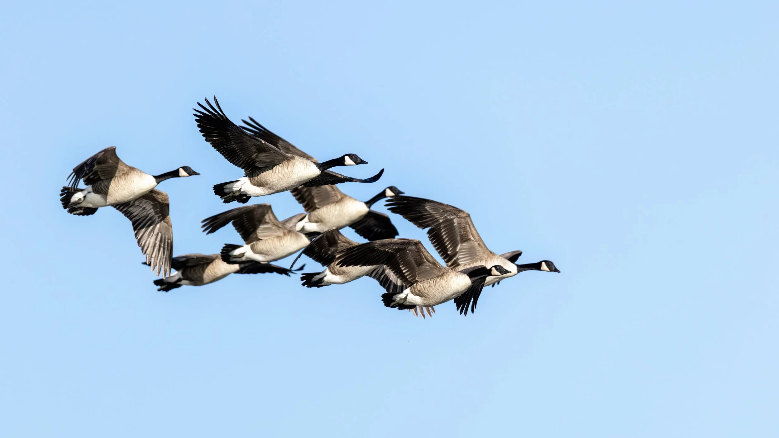 Canada Geese