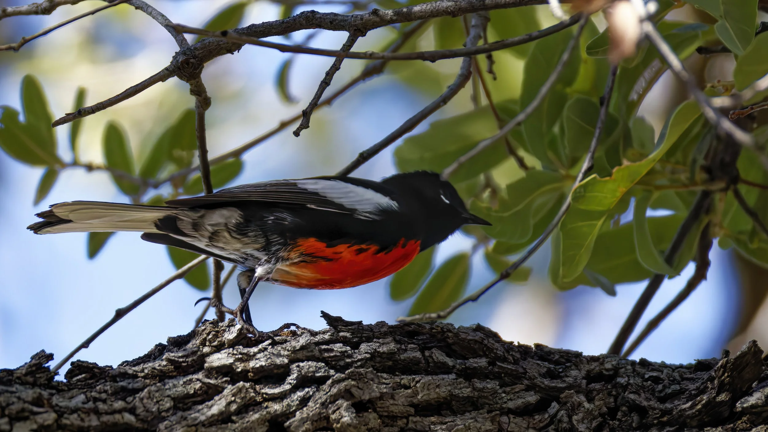 Painted Redstart