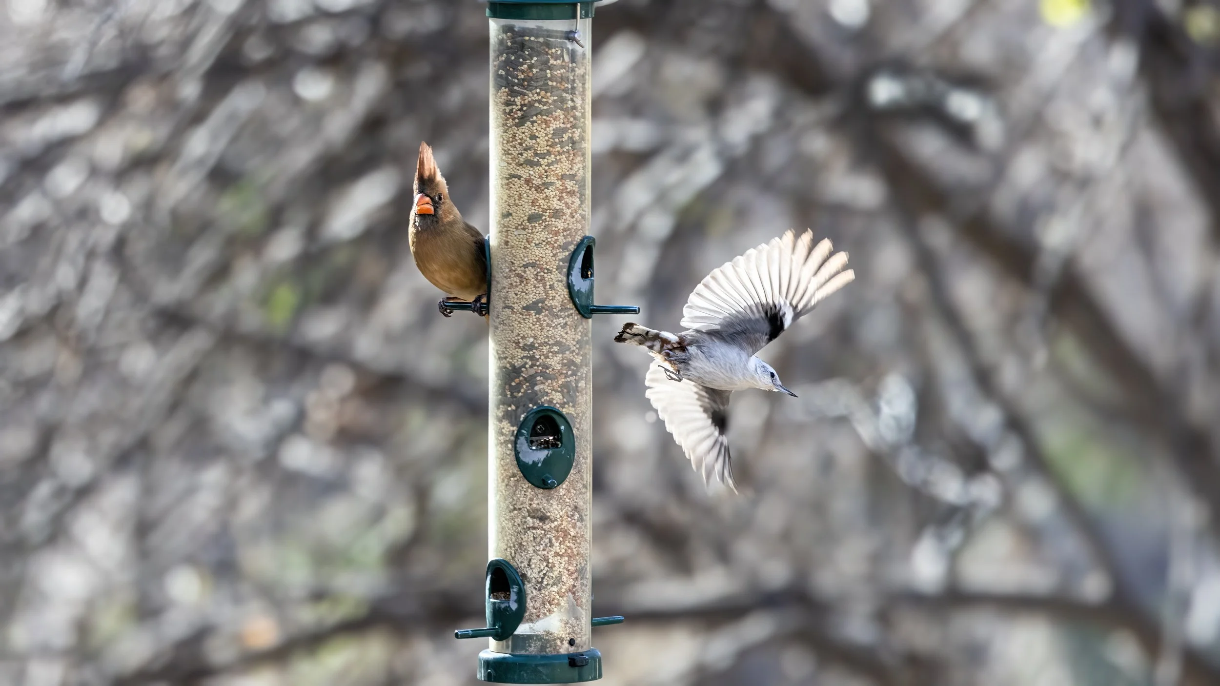 Northern Cardinal (female) and White-breasted Nuthatch